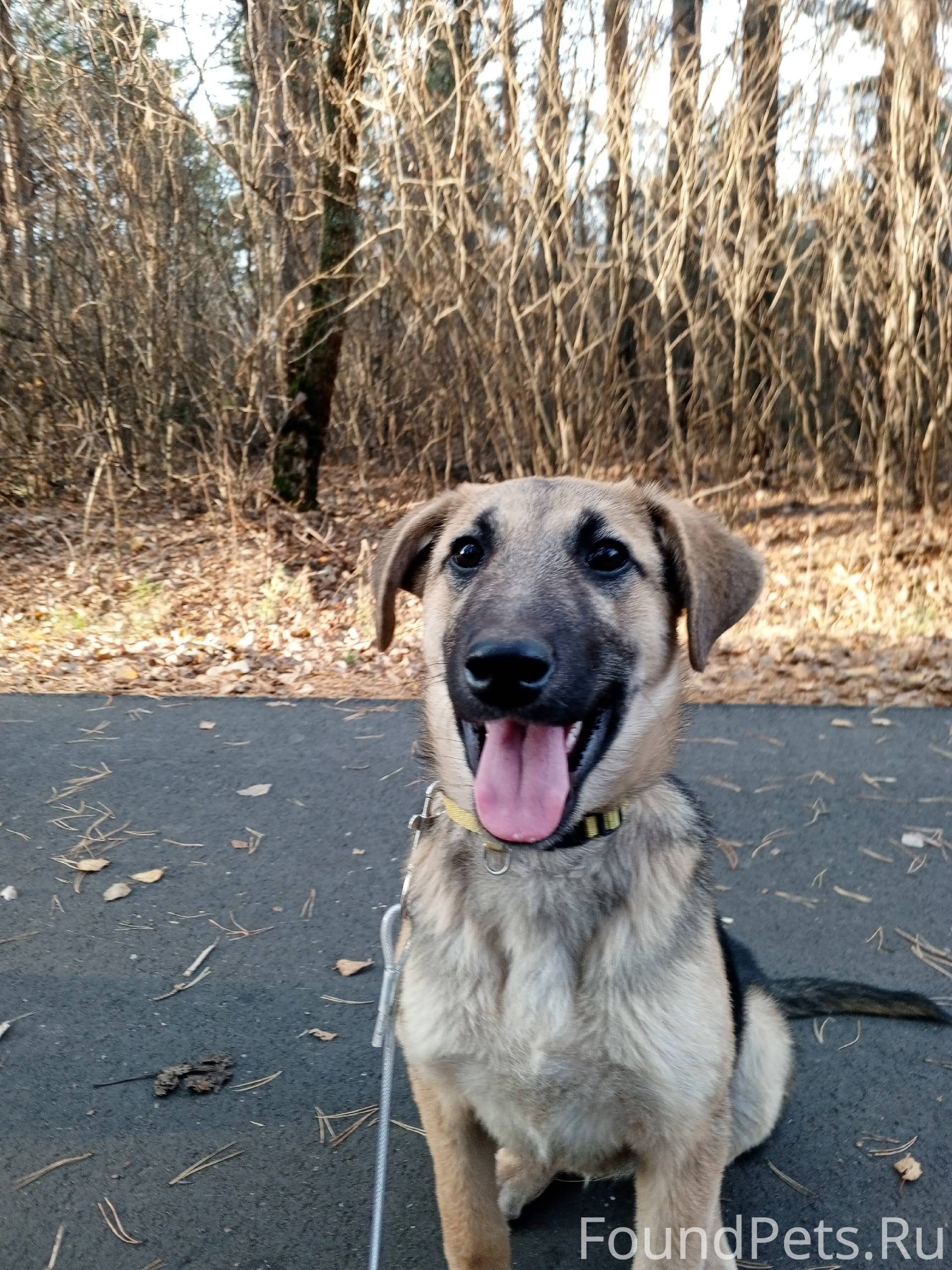 Водитель, который сбил мою соб...
