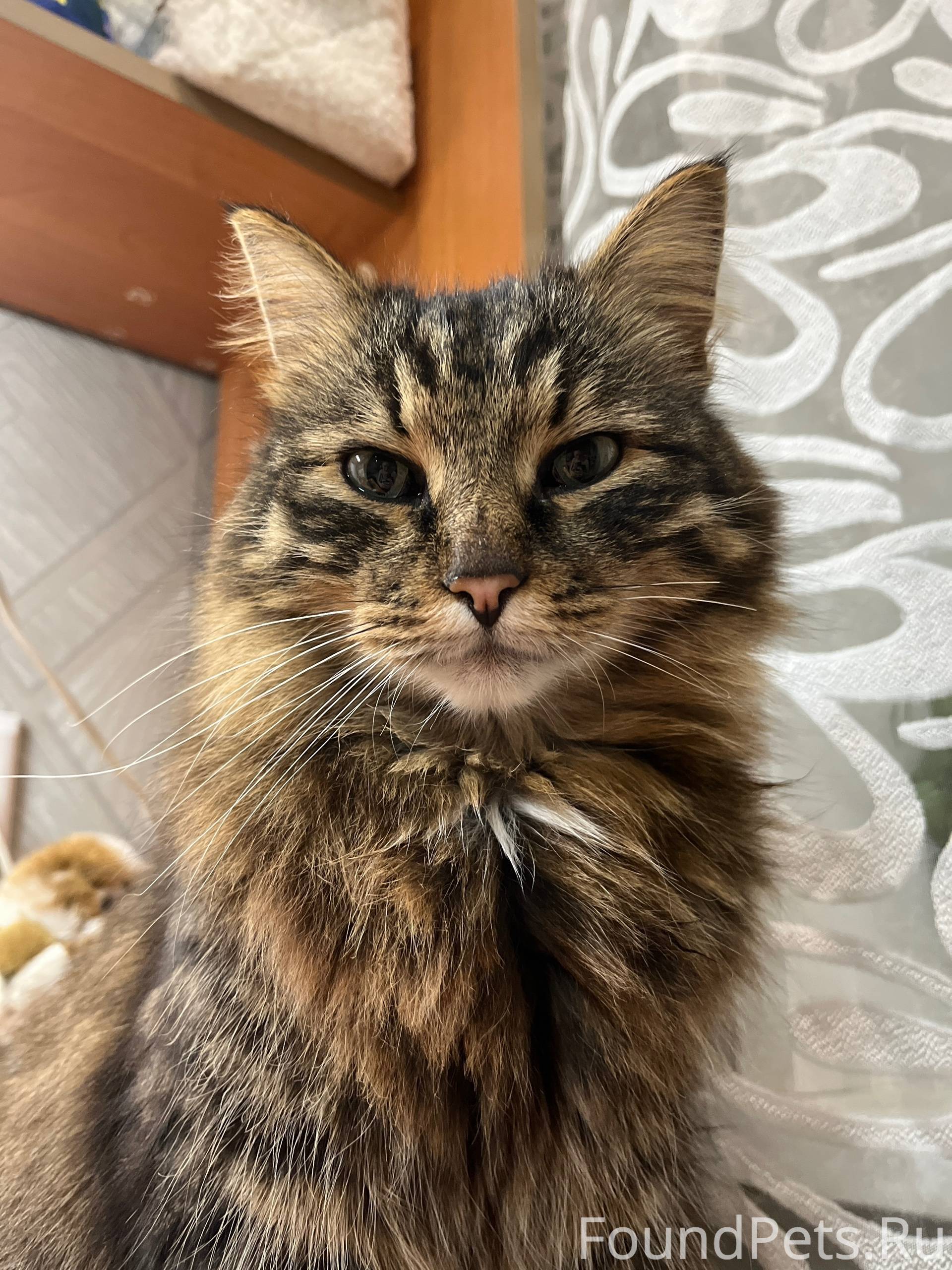 Пропал кот по кличке Кекс. При...