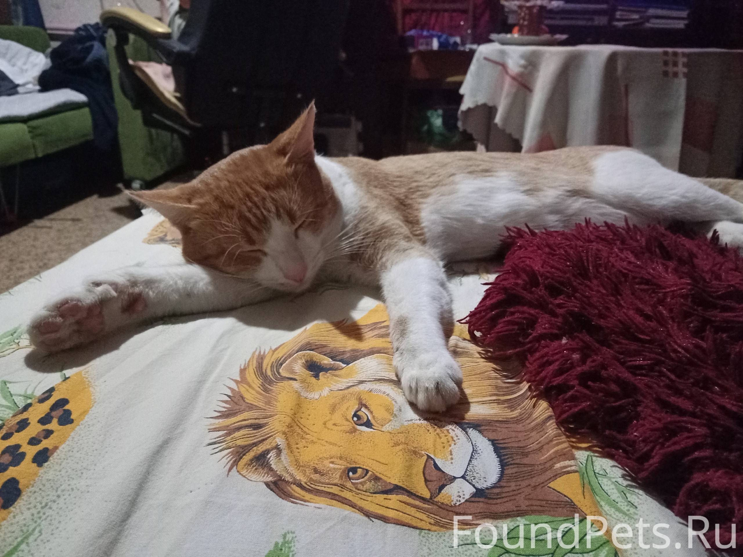 Пропал кот, Мурзик. Пропал 19 ...