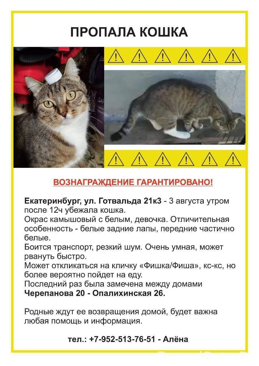 Помогите найти! ⚠️ Пропала кош...
