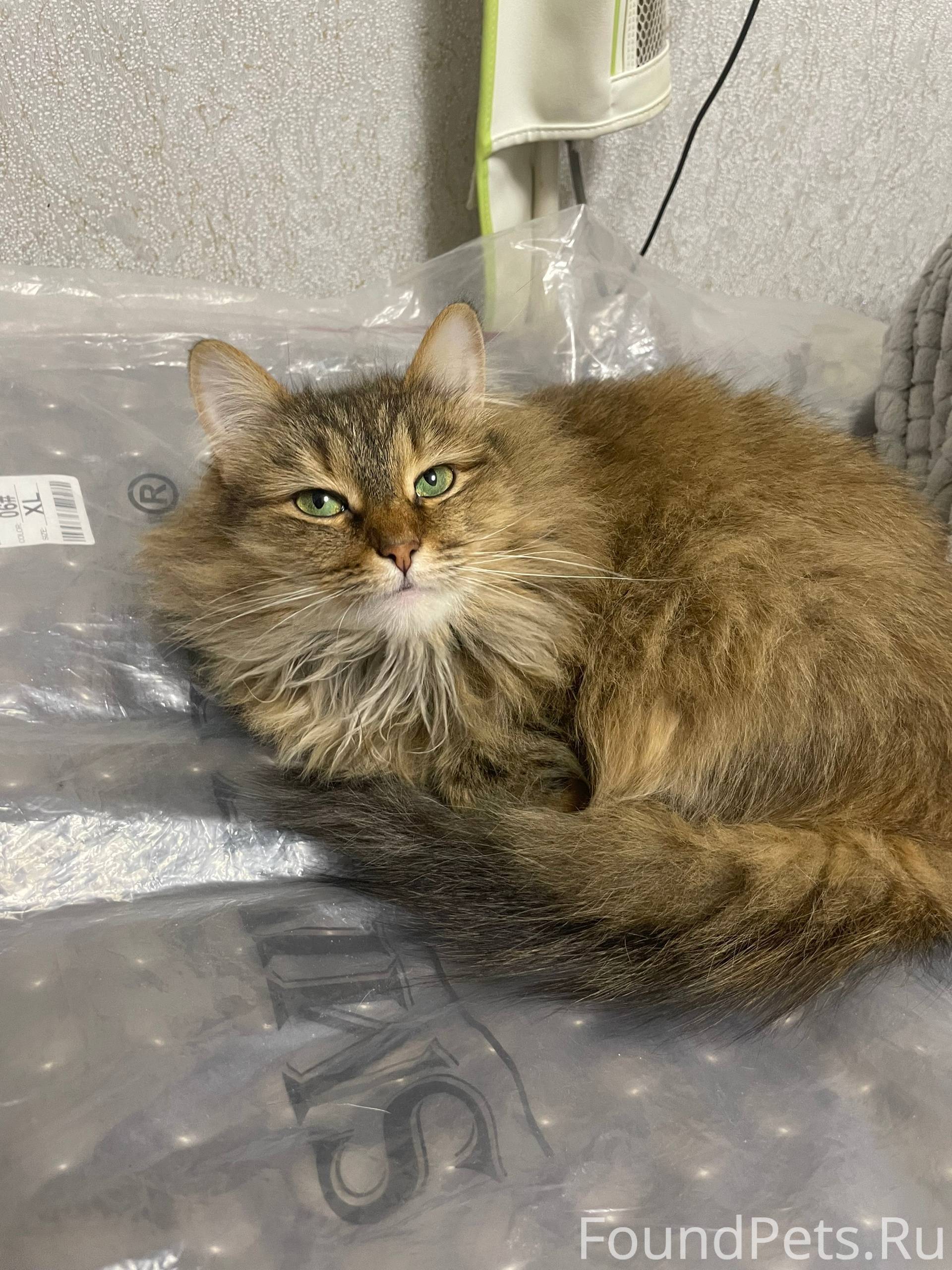 Прошу пропустить . Пропала кош...