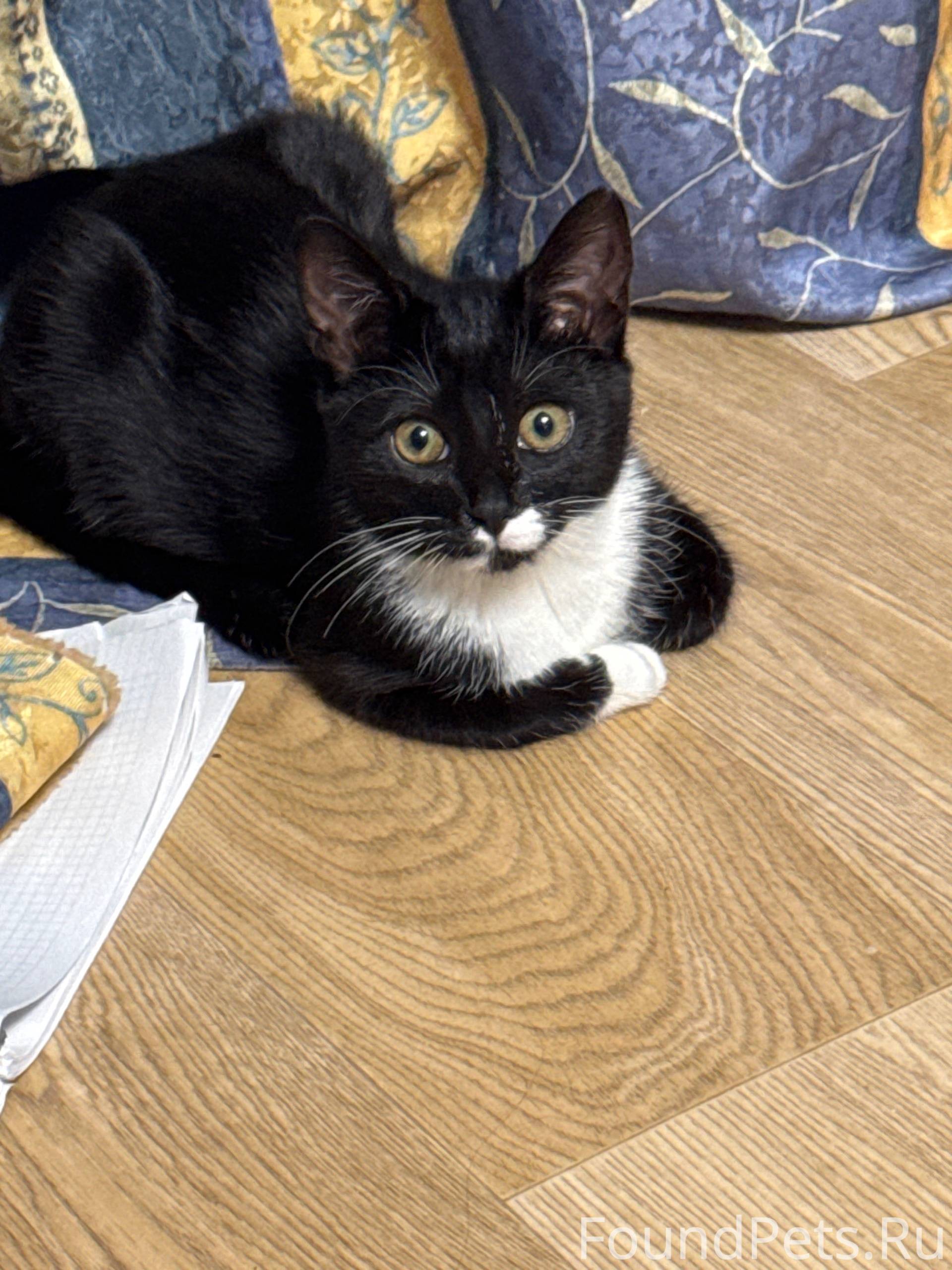 Пропал котенок по кличке Буся....