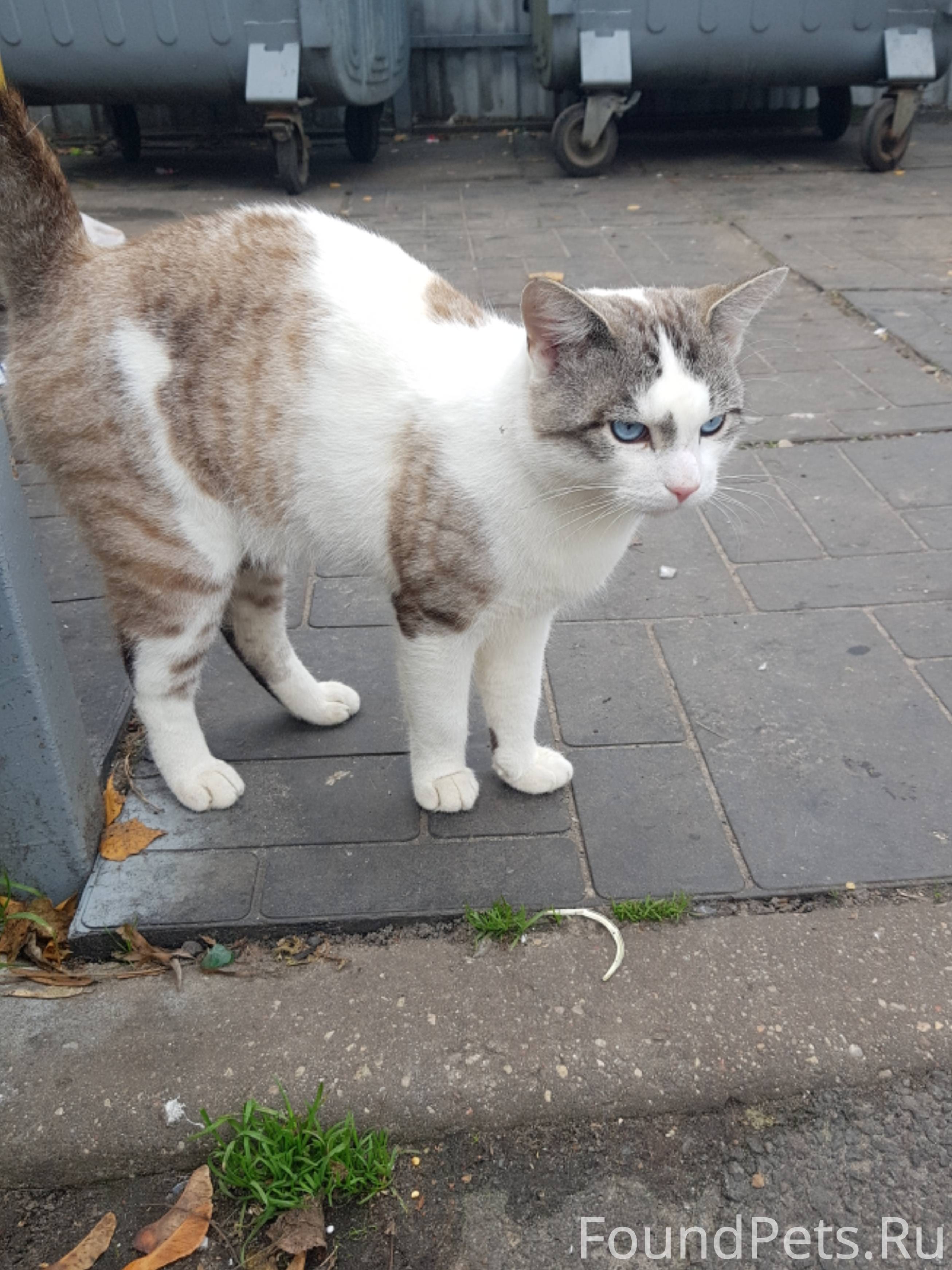 Замечен кот с голубыми глазами.