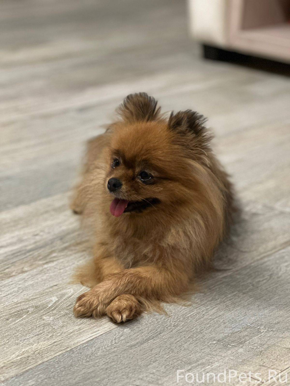 Убежала собака, шпиц девочка ,...