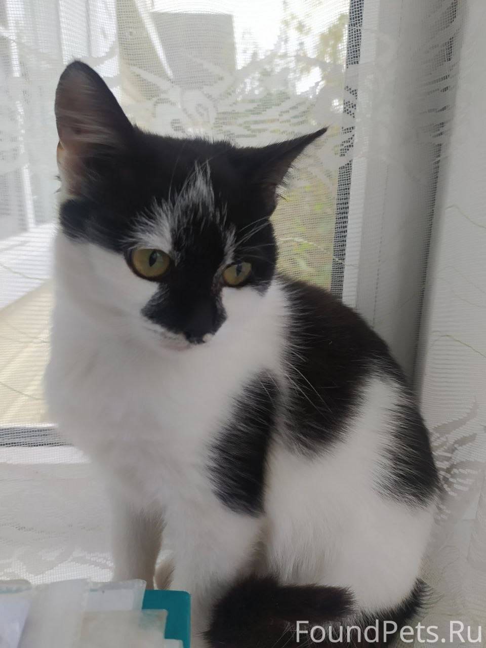 Пропала кошка «Бима». Описание...