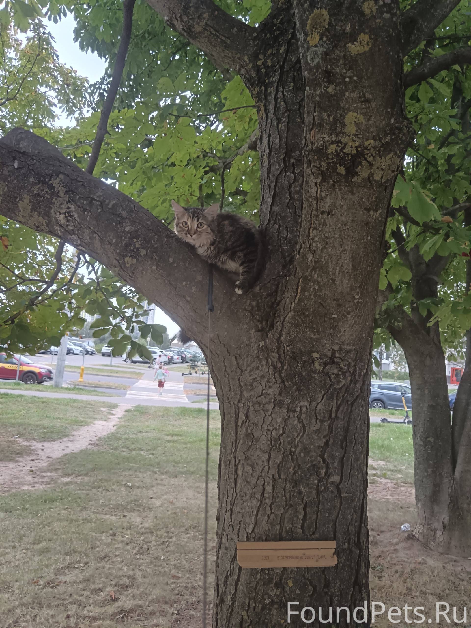 Пропала кошка 6 месяцев на Сух...