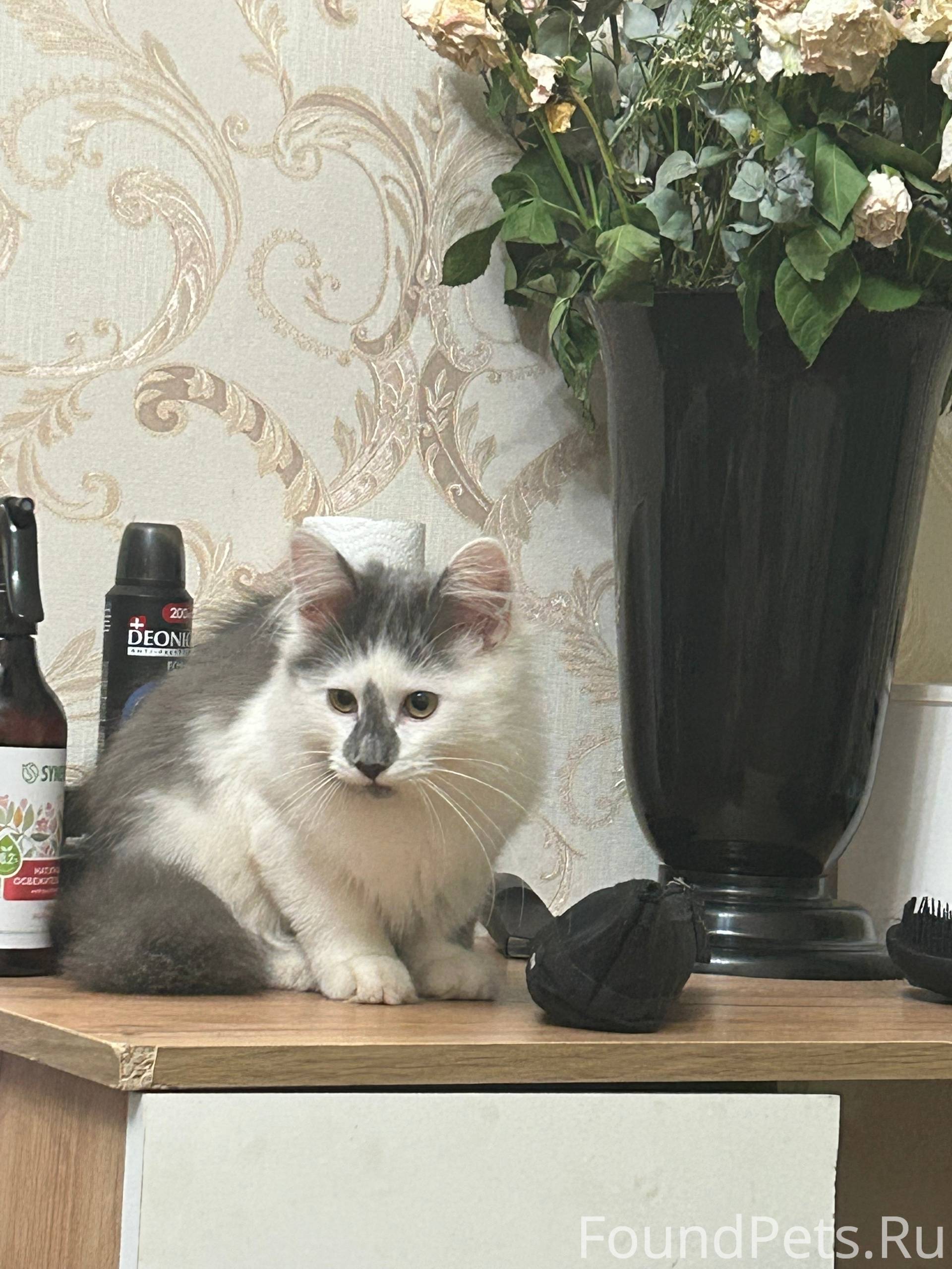 Найден кот, у КБ в 1...