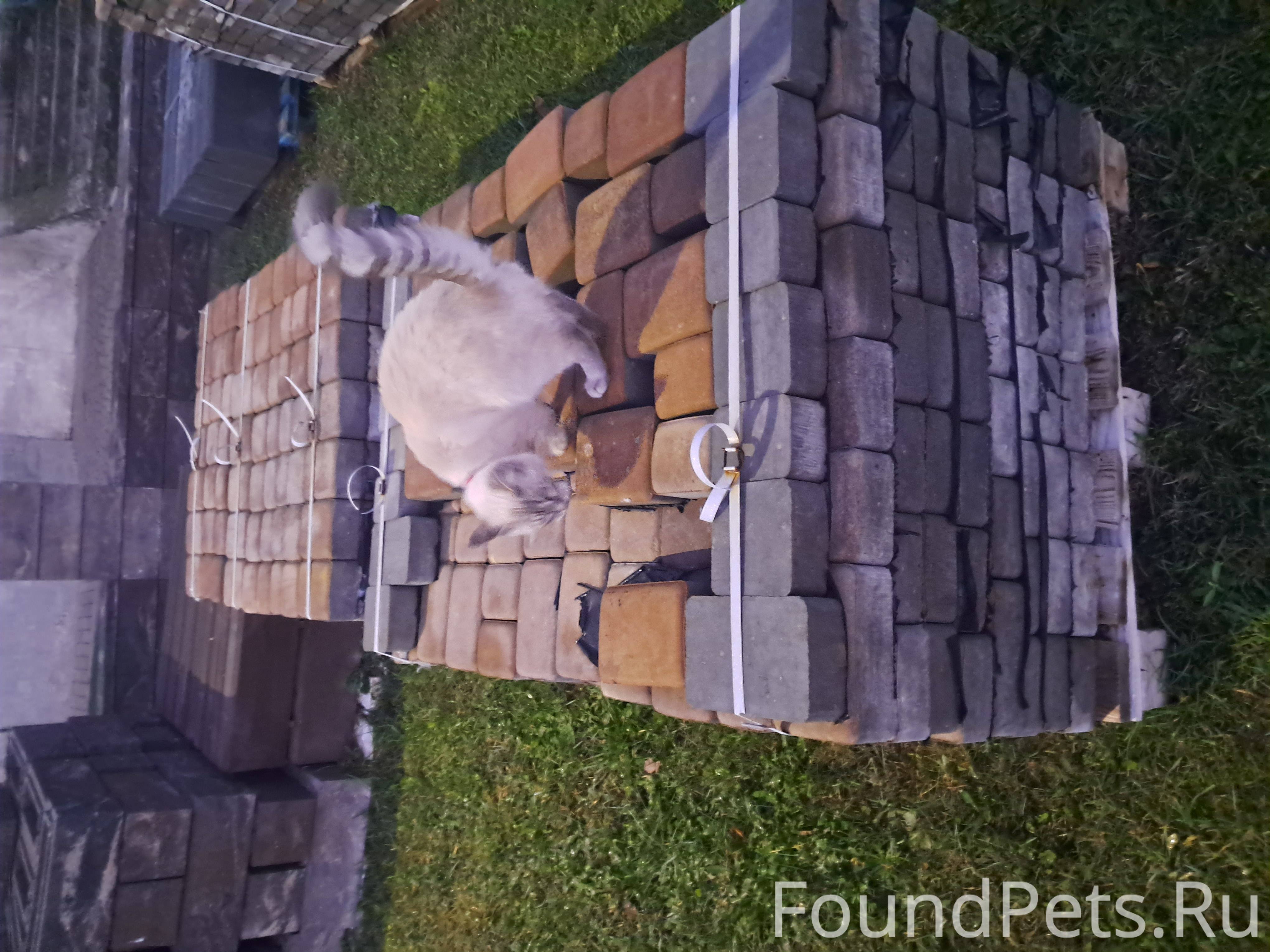 Молодой котик с красным ошейником