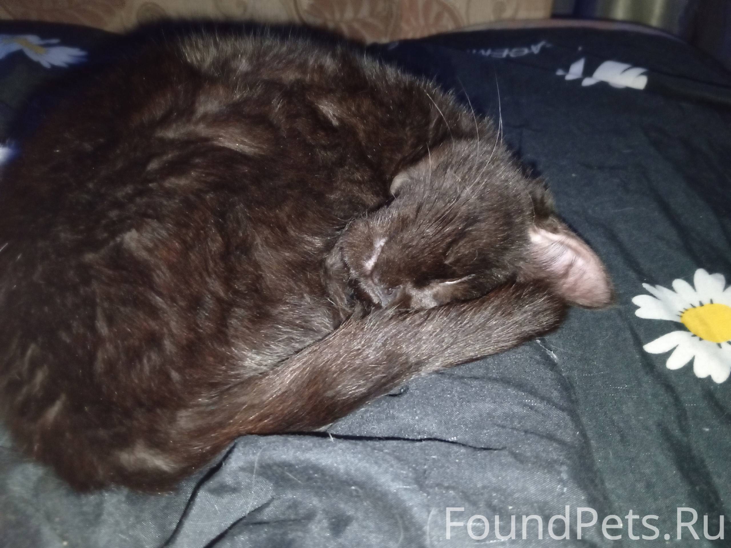 Пропал кот в районе улицы 1...