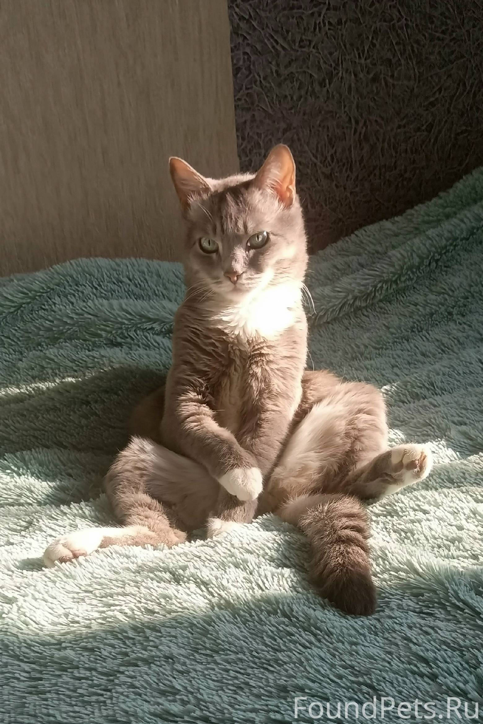 Пропал кот пр кличке Кузя в...