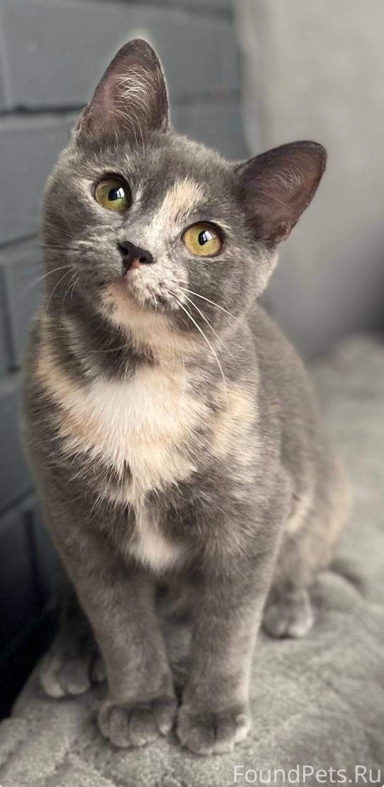 Две сестрички ищут дом🏡 Совсем...