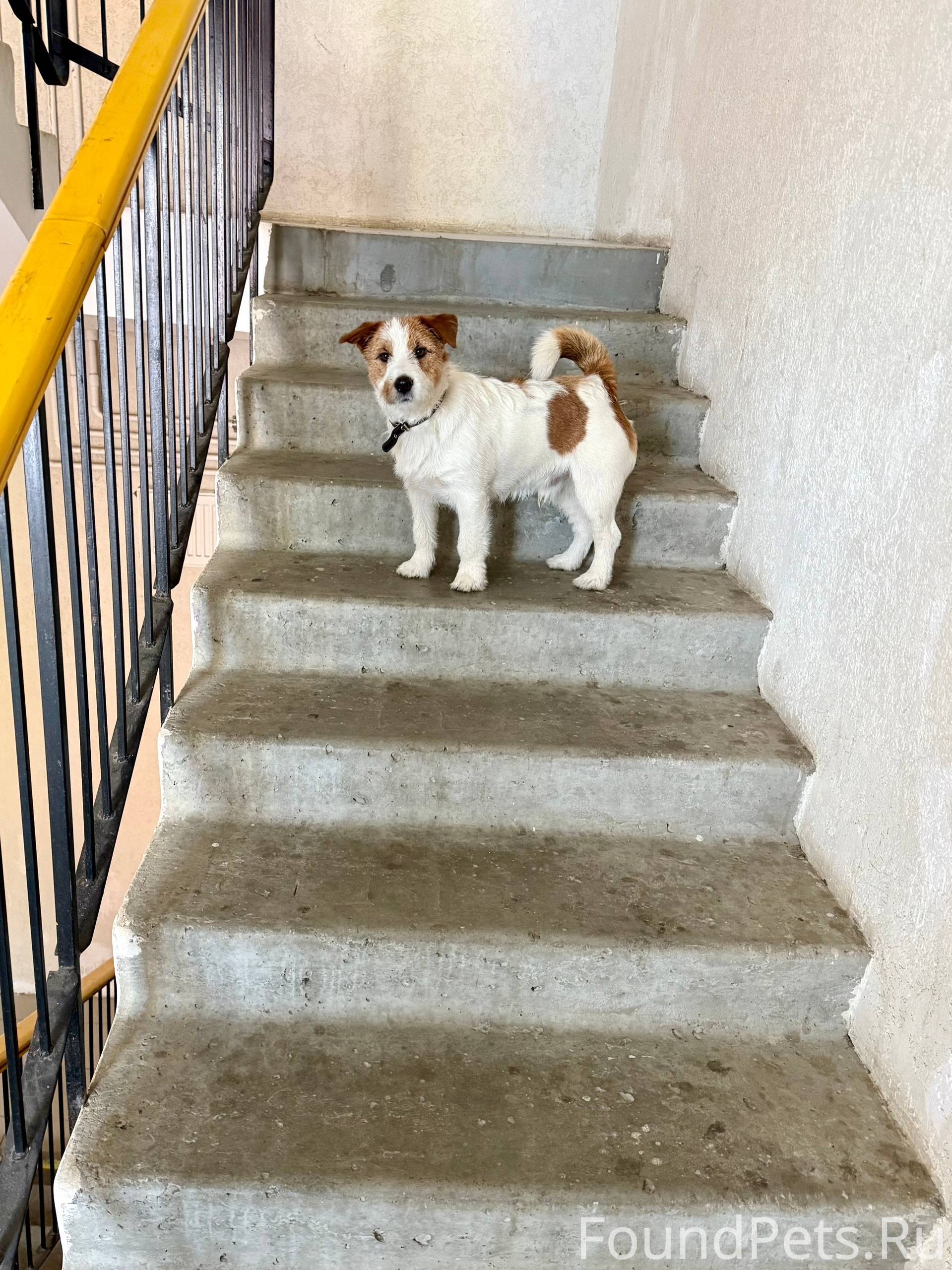 ПЁС ИЩЕТ ХОЗЯИНА! Мы встретили...