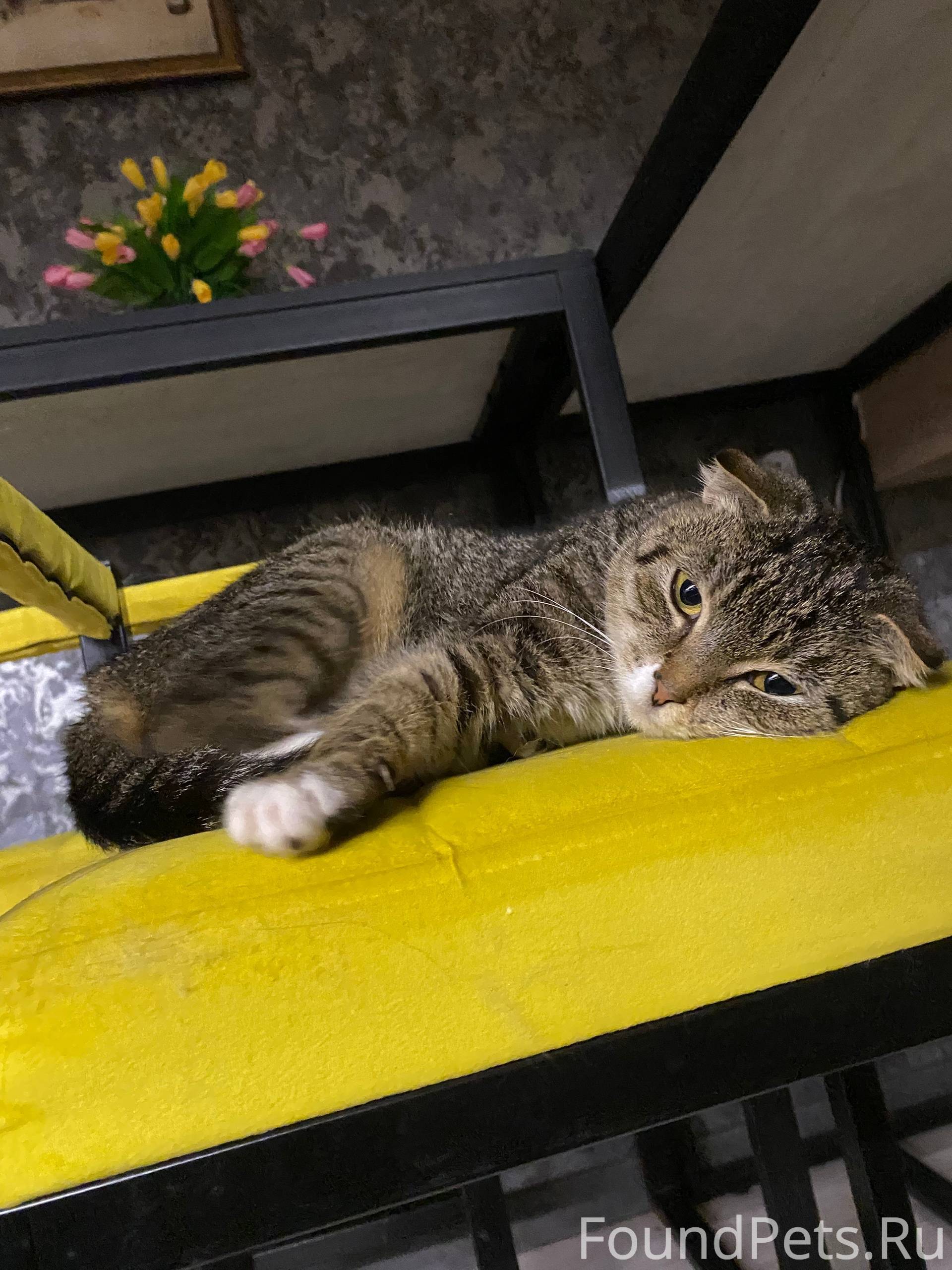 Найдена кошка на улице Ленина,...