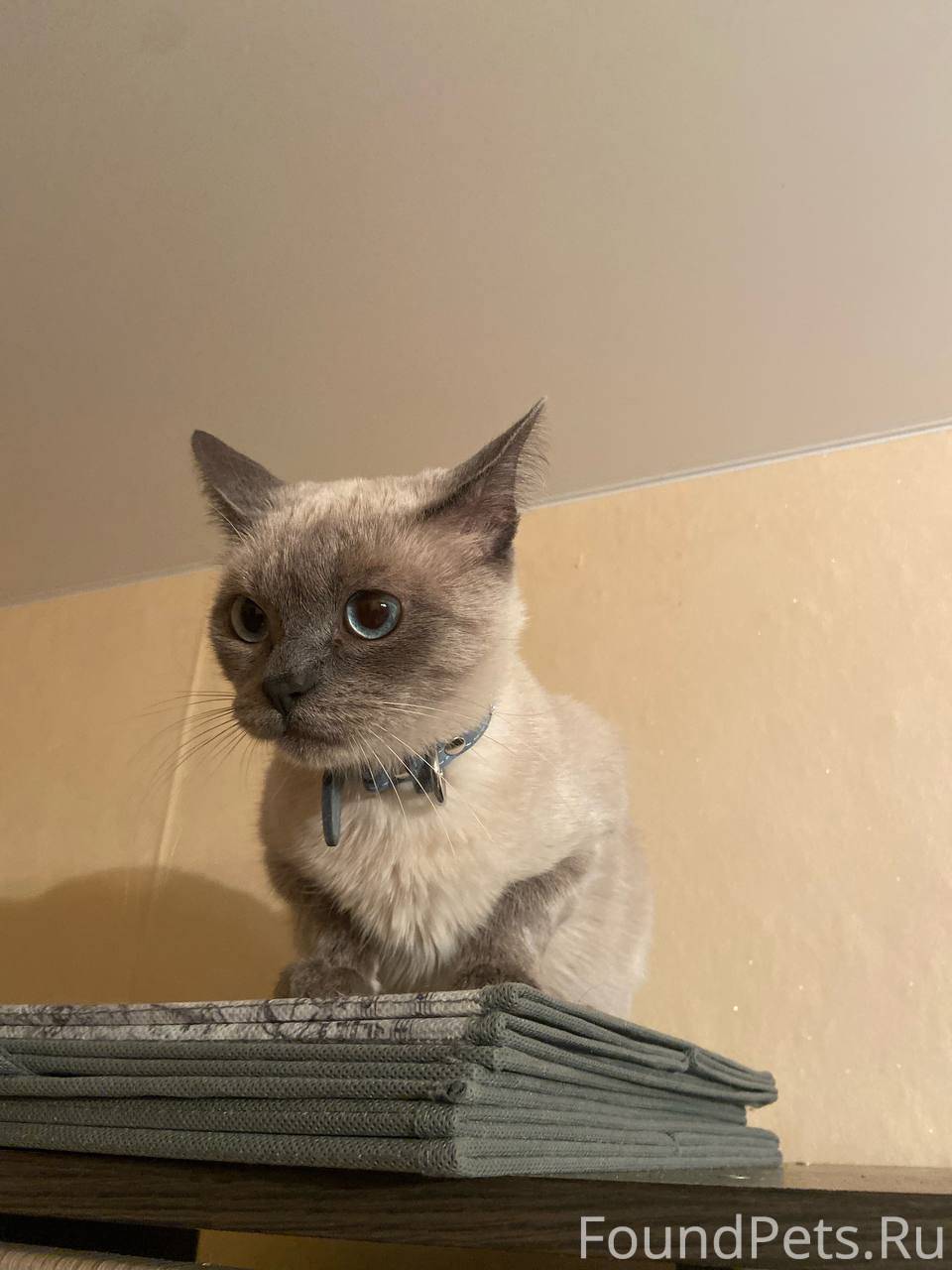 Пропал Кот по имени Борис, в районе улицы Попова-Шевченко. Окрас сиамский пепельный. Пропал 05.11.2025 г. днём. 