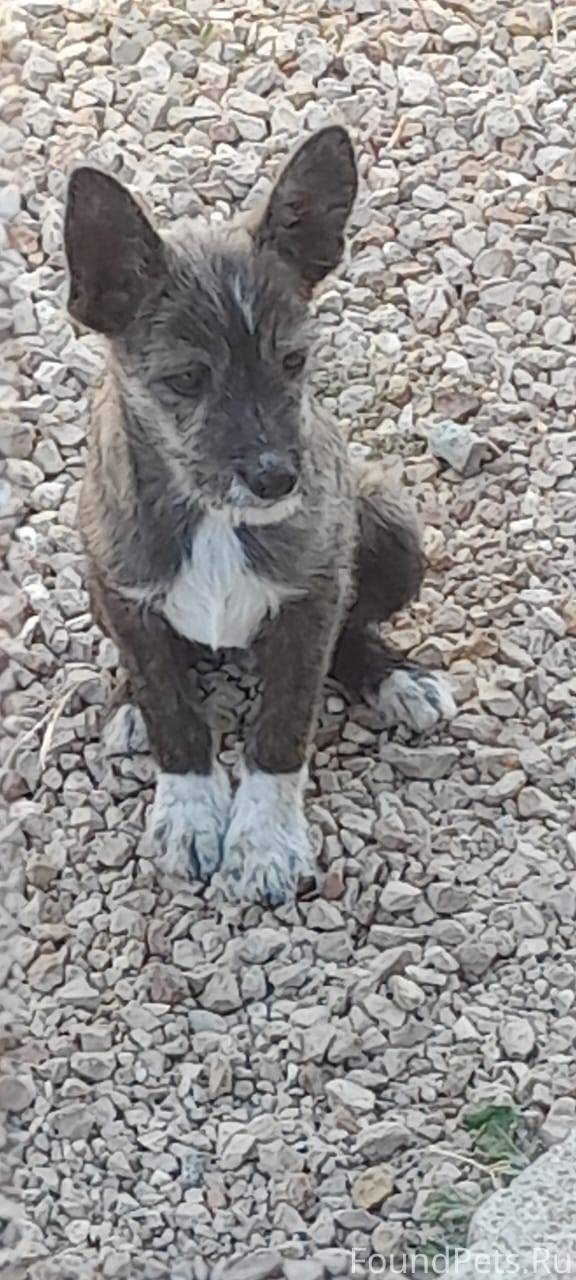 Пропал щенок! СНТ Мраморное. Б...