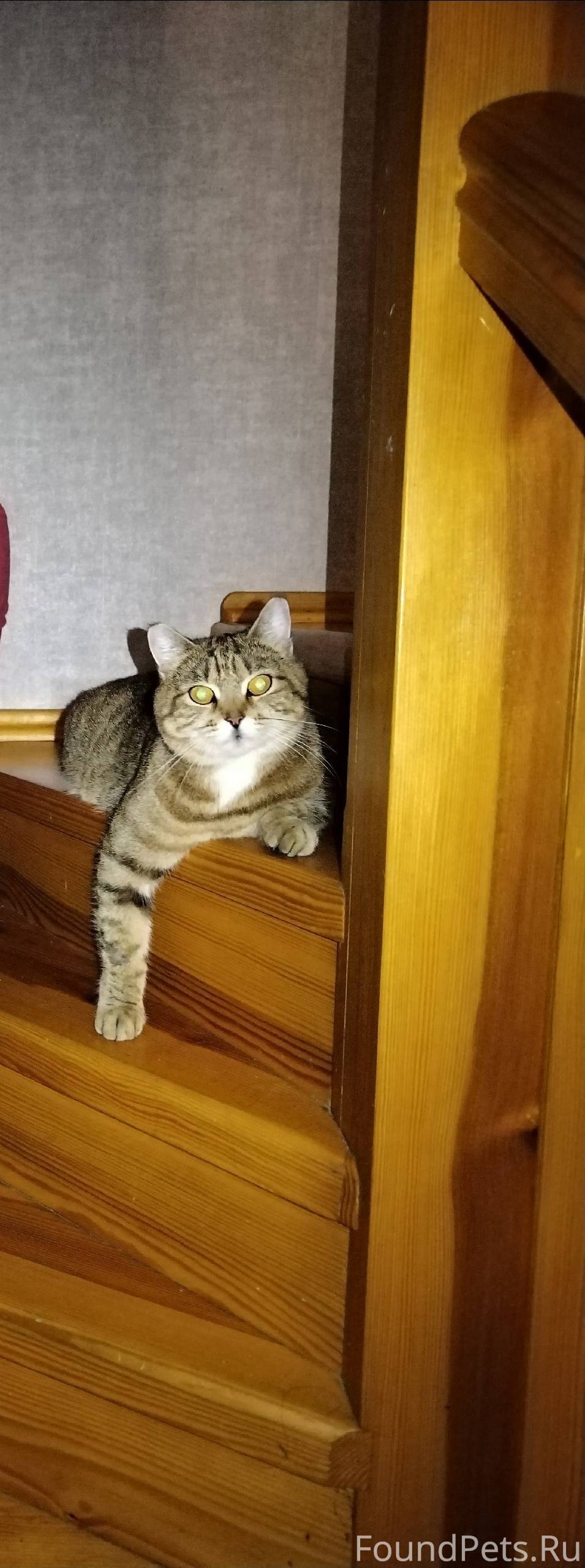 Пропала кошка, без хвоста.