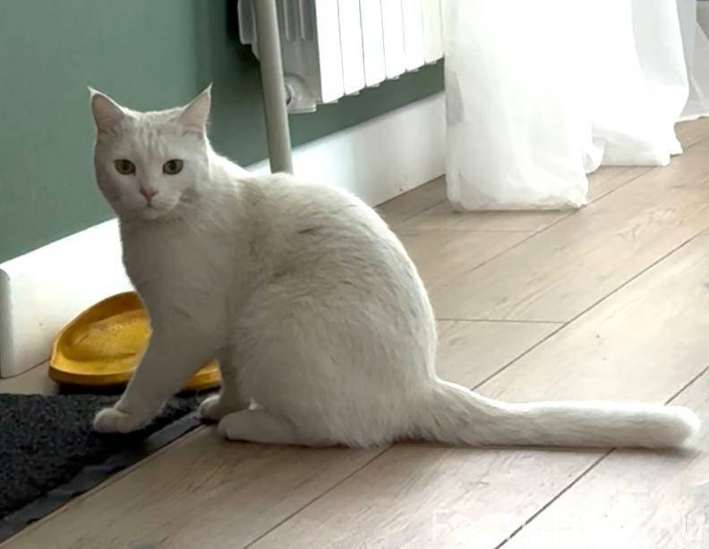 🆘Помогите найти и вернуть кошк...