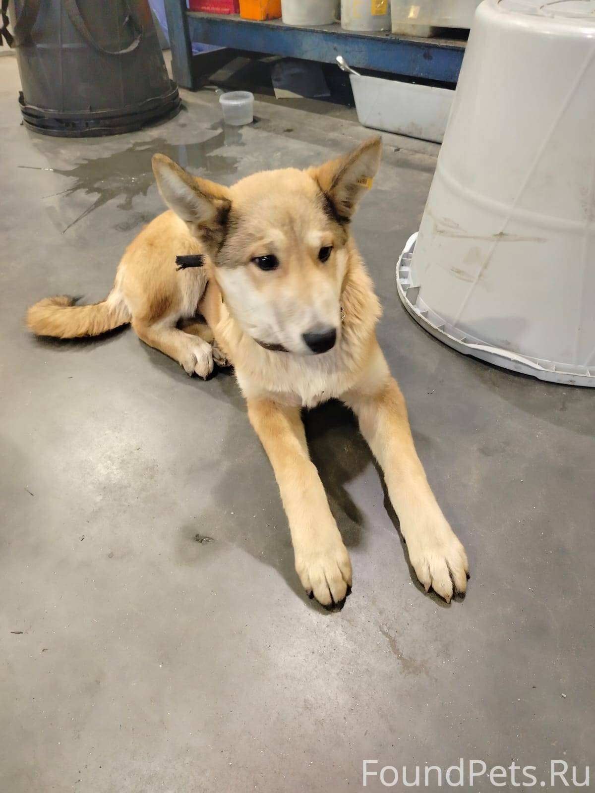 Прибилась собака на территорию...