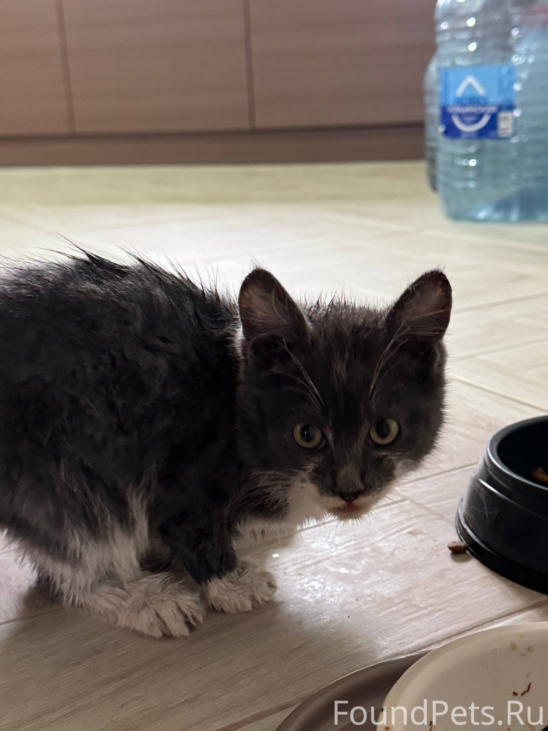 #poterya@pol_shmot #pets@pol_s...