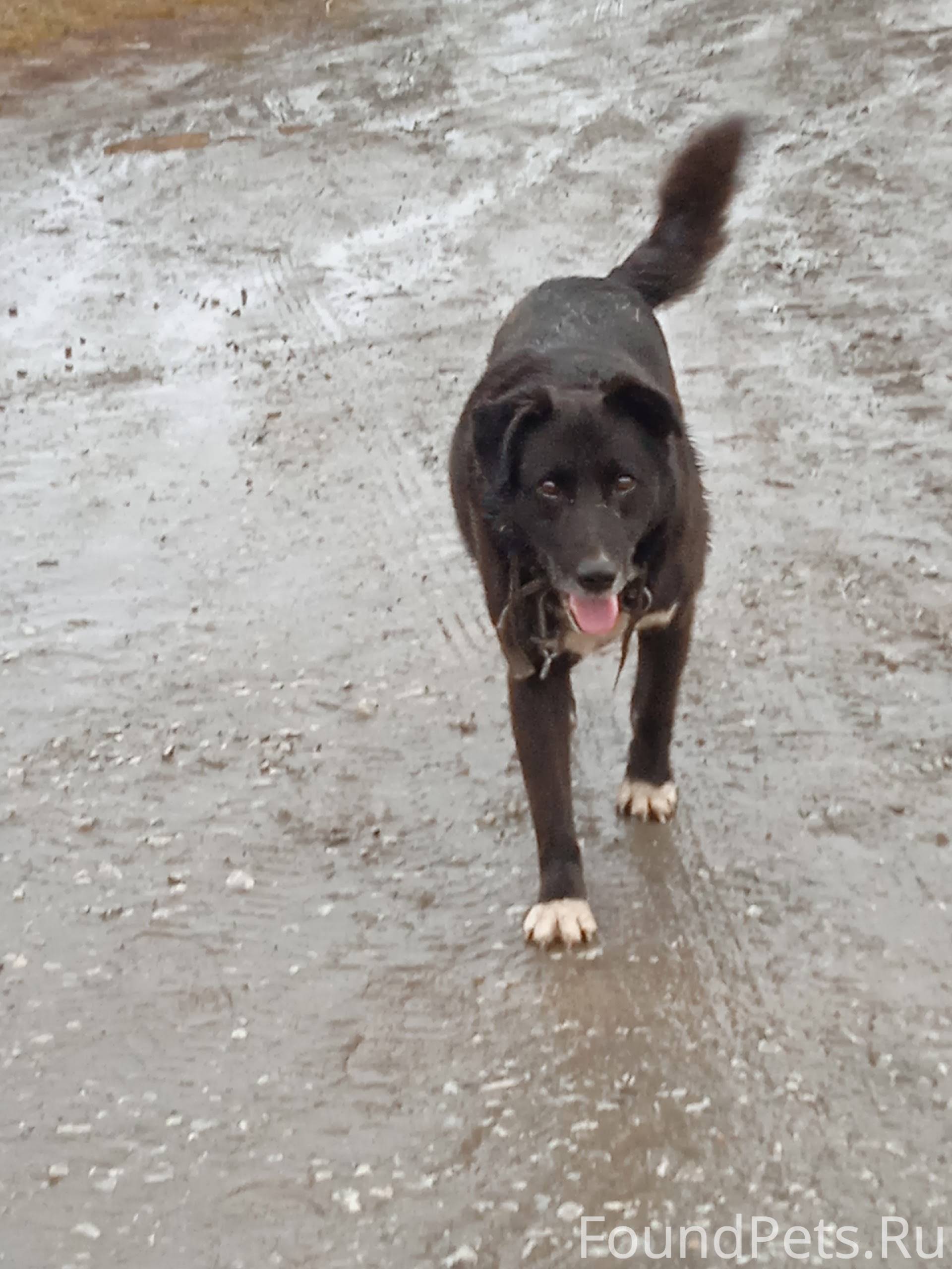 Кто потерял собаку г. Белорецк