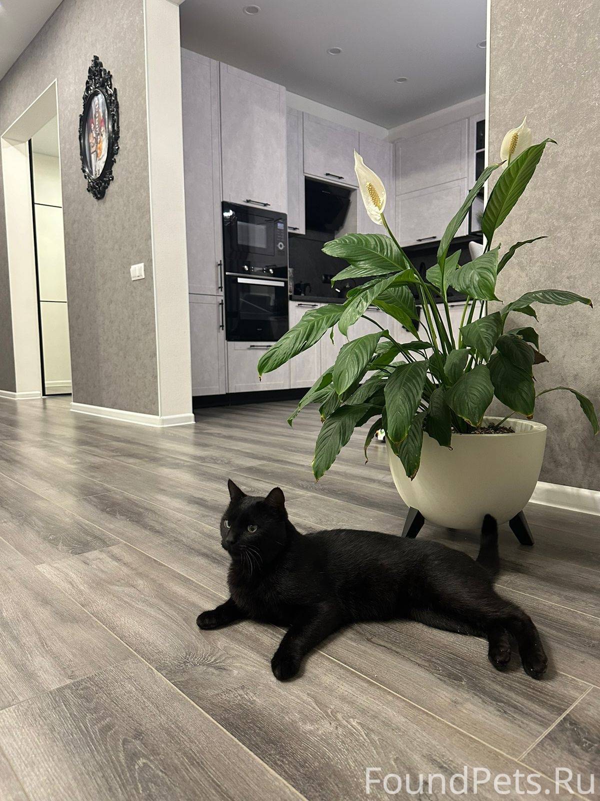 ПРОПАЛ ЧЕРНЫЙ КОТ. Поселок Гор...