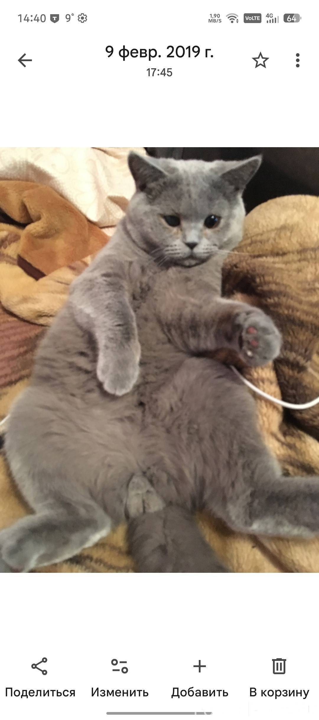 Пропал кот, зовут Семён, на ул...