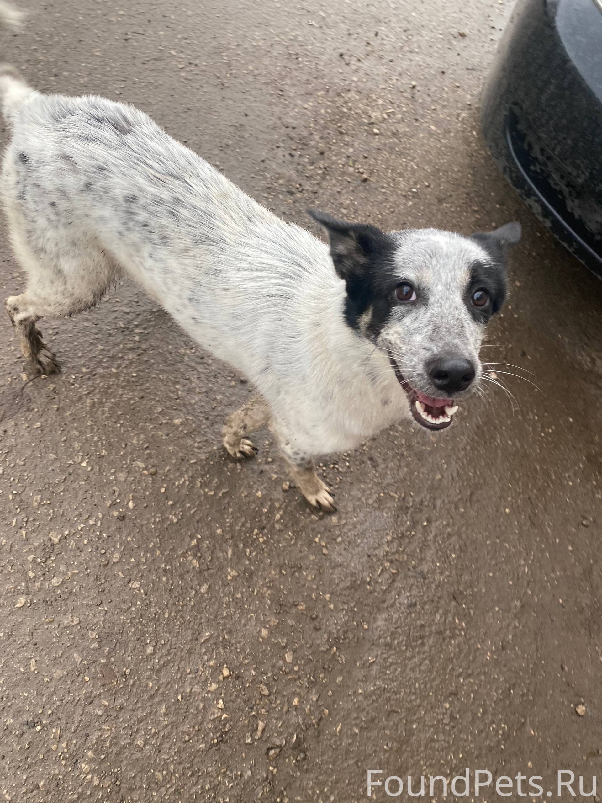 ‼️Репосты ‼️Здравствуйте. Прис...