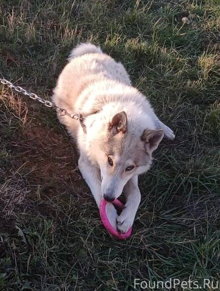 ❗️❗️❗️7.11.25 потерялась собак...