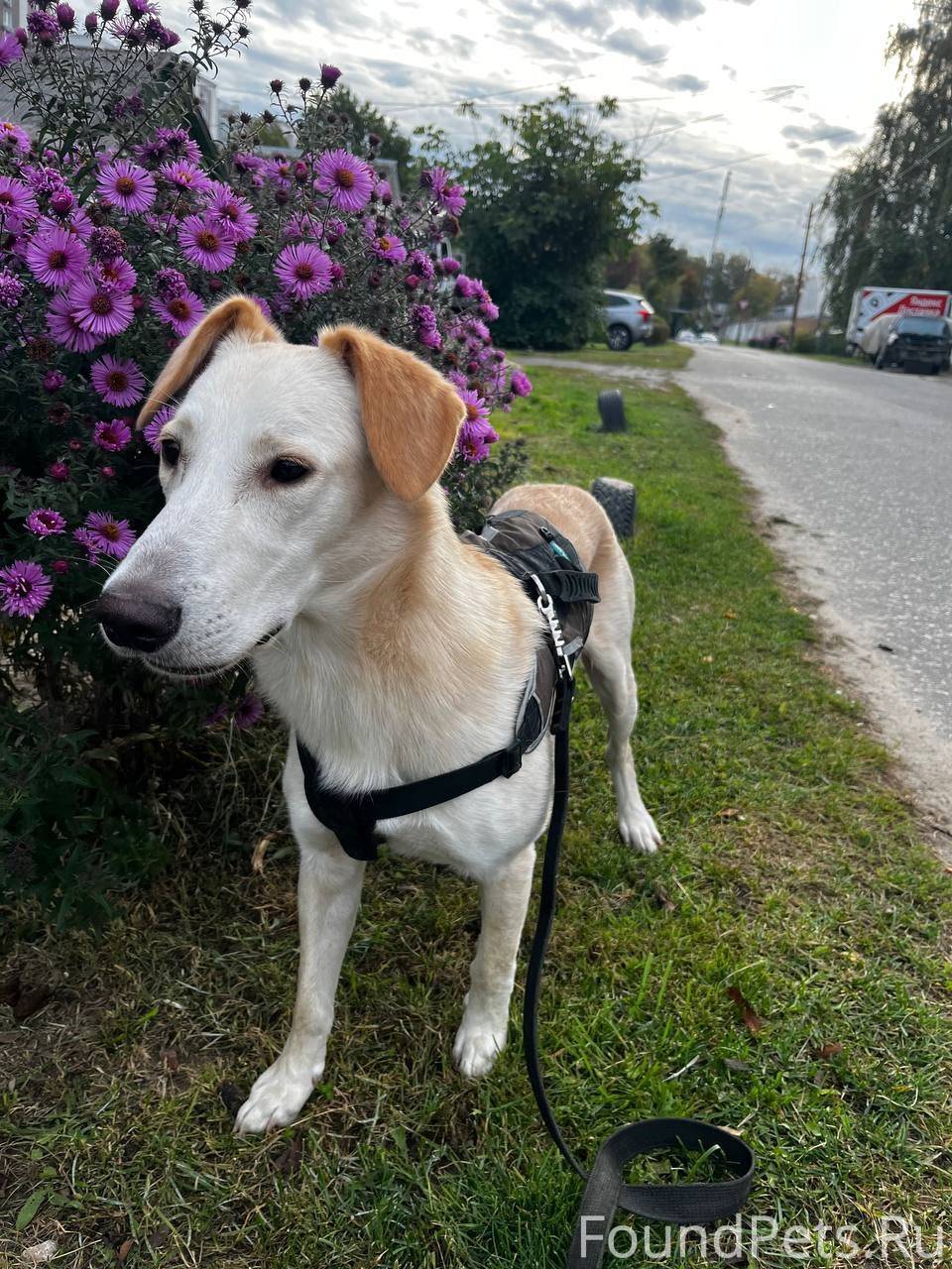 Московская обл, Коломна. #вуди...