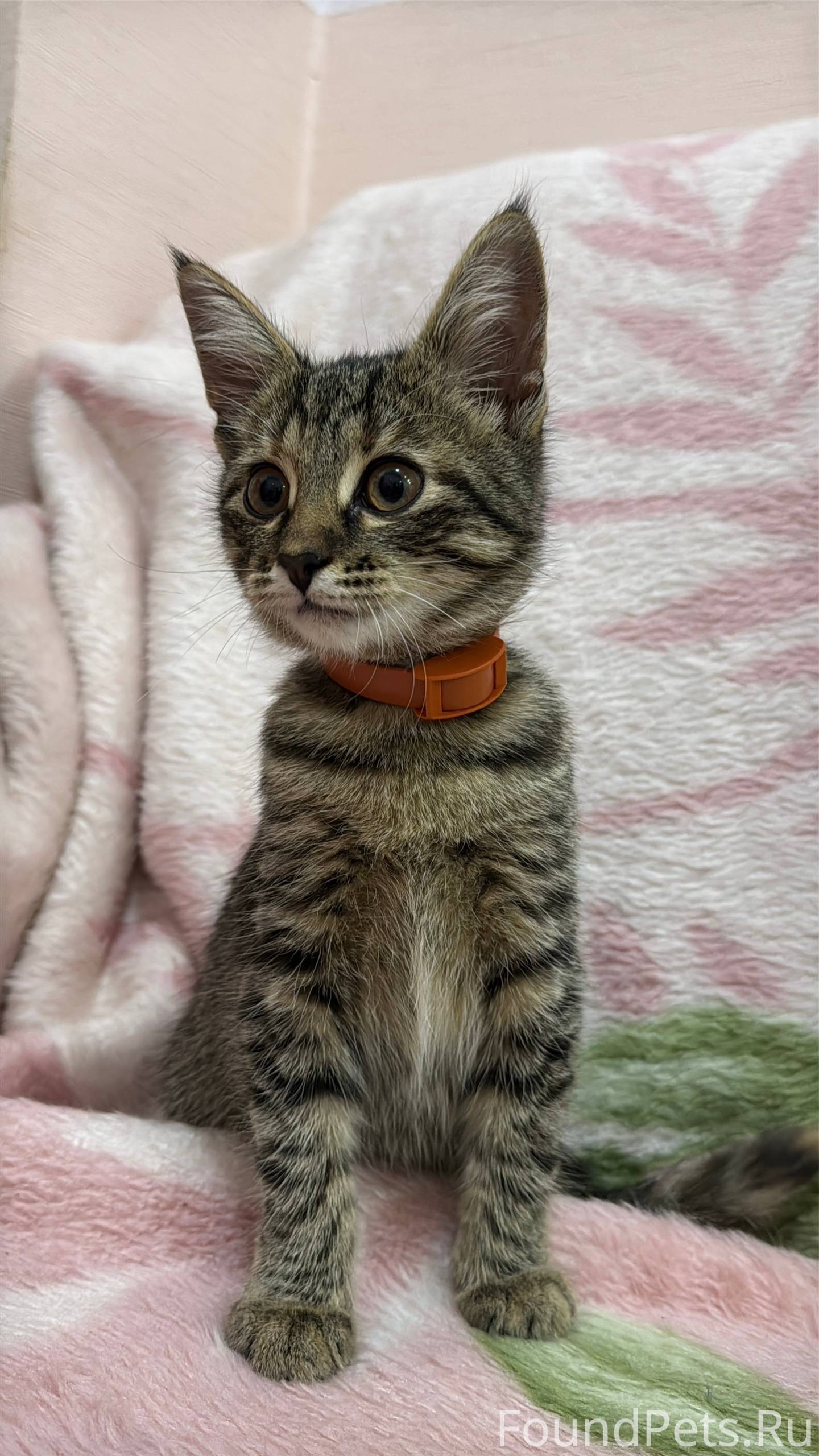 Найден котенок ,возможно у ког...