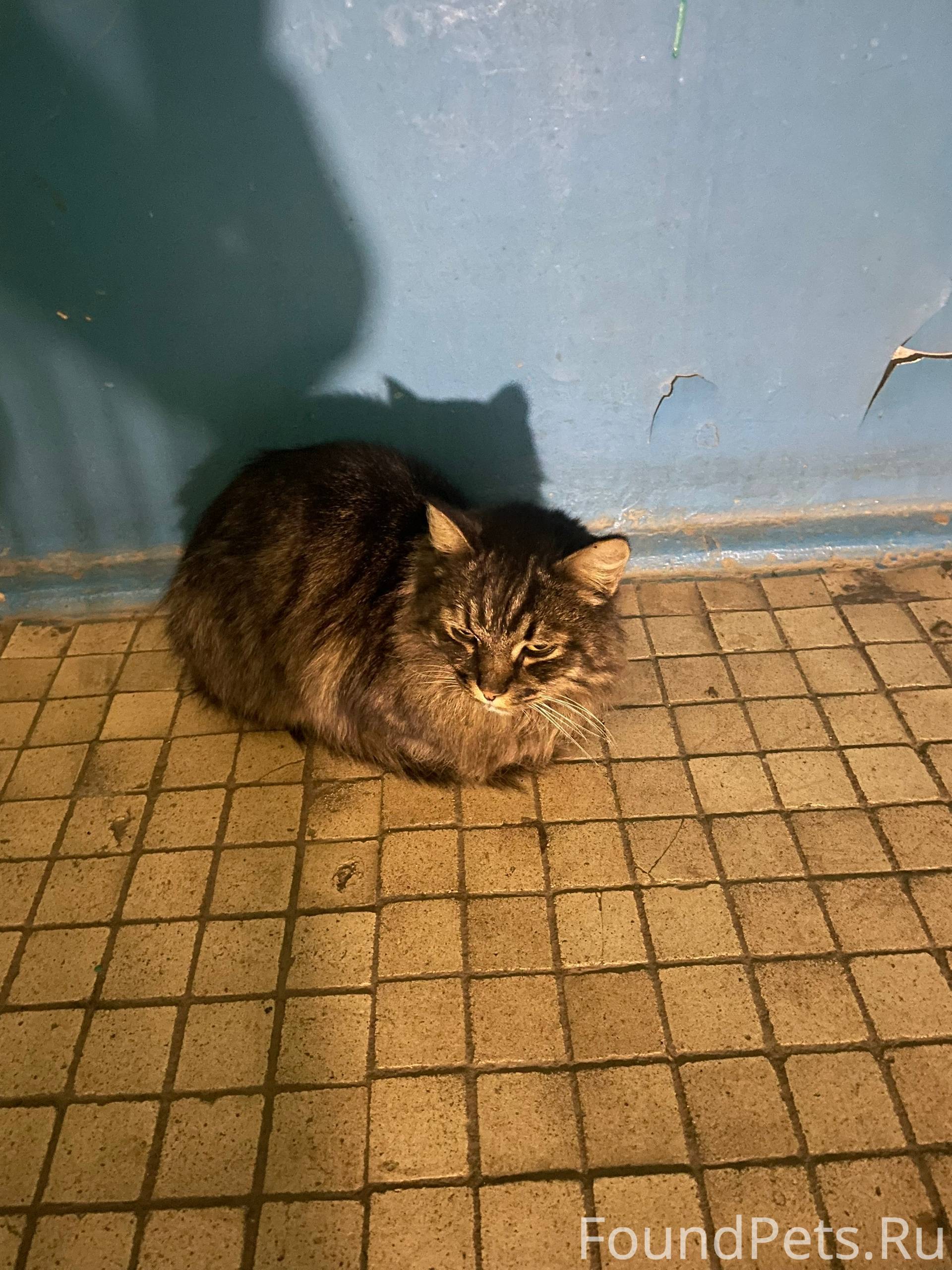 Найден кот Помогите пушку обре...