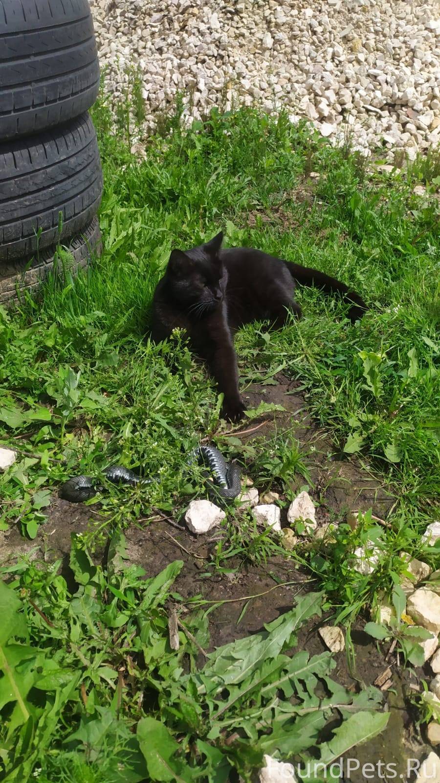 Пропал кот Барсик на улице Без...