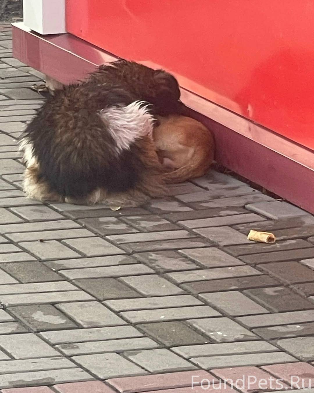 🦮 История, от которой теплее, ...