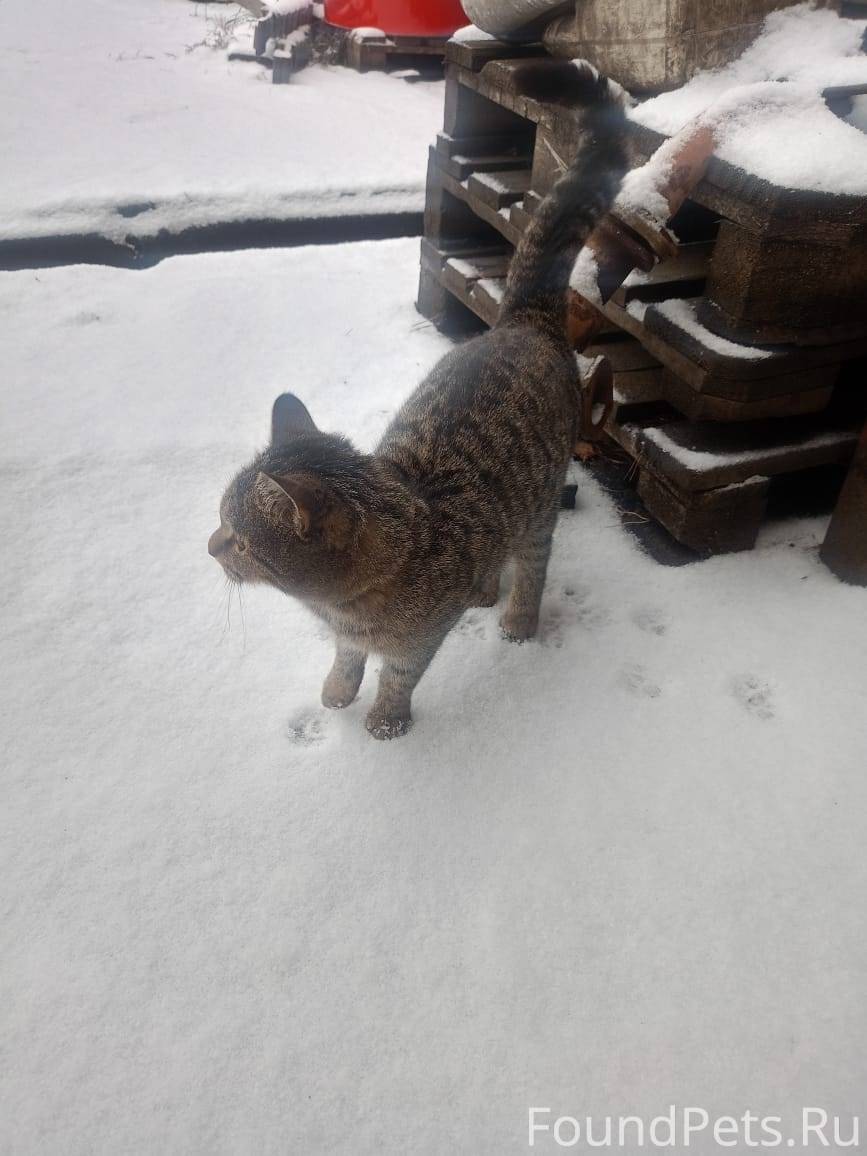 В автобусный бокс прибился кот...