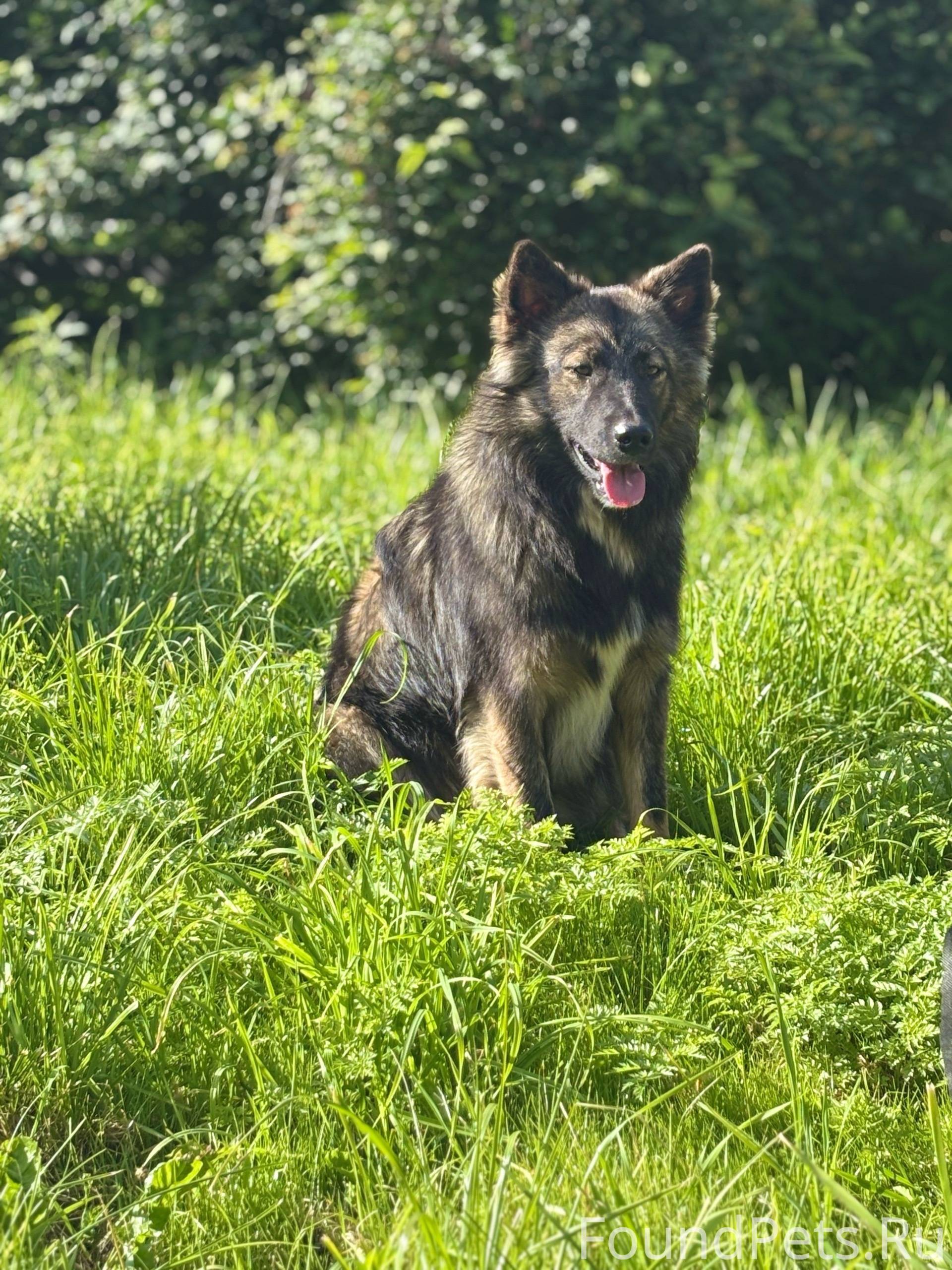 Пропала собака,кто видел напиш...