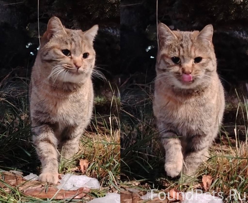 #НайденаКошка_Алматы Пол: кошк...