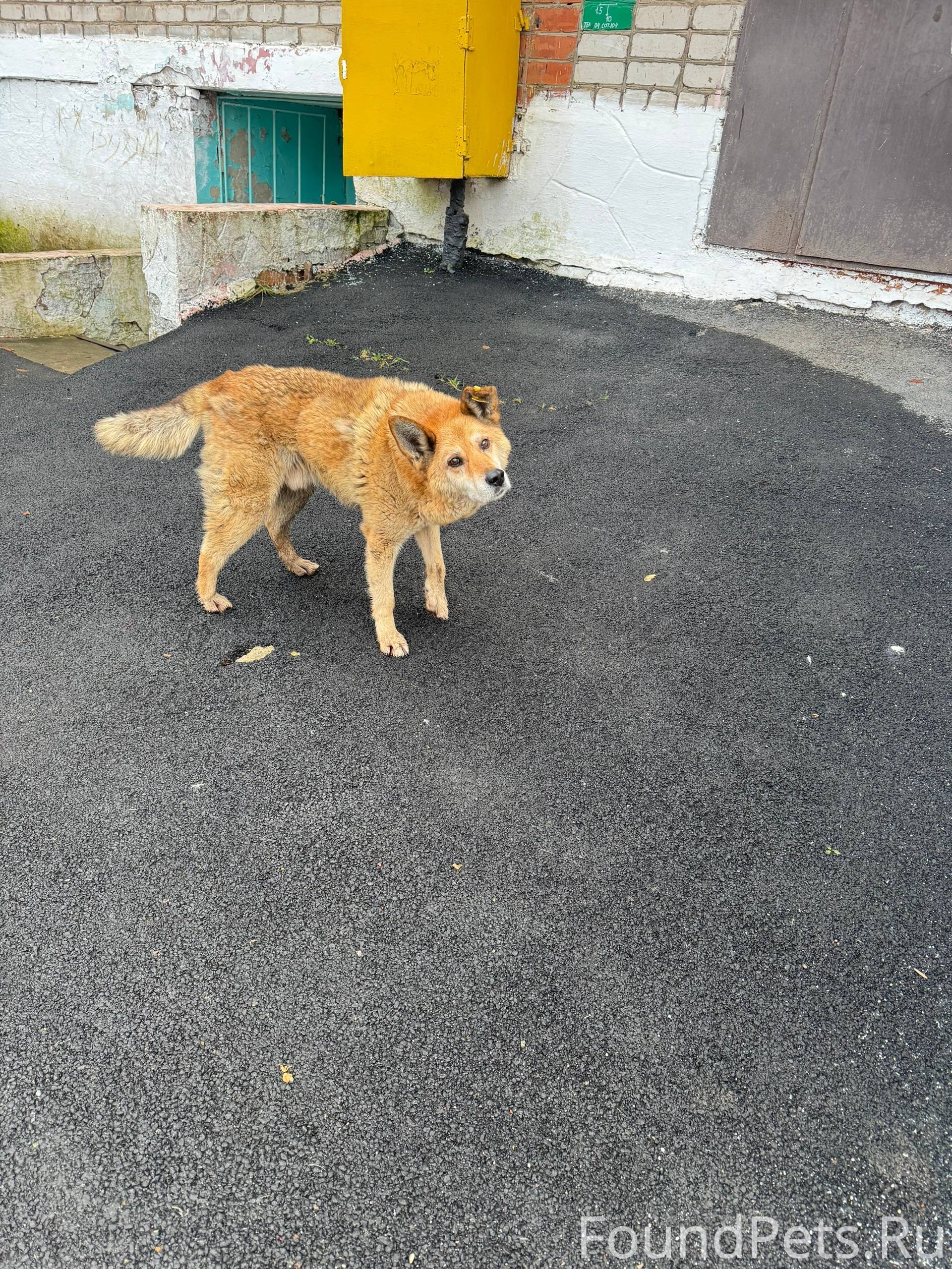 По городу бегает песик с явным...