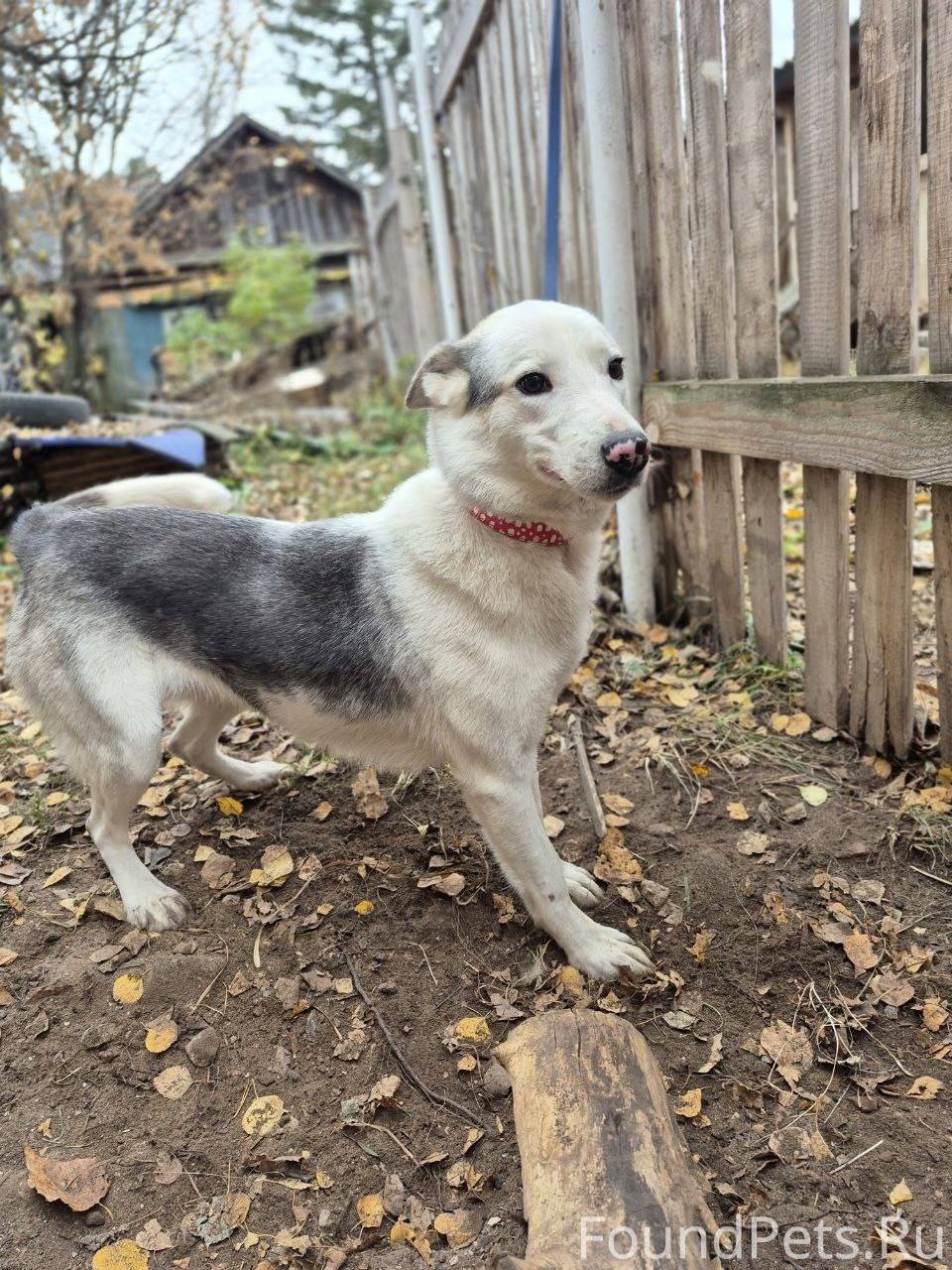 СБЕЖАЛА СОБАКА❗️ ДЕВОЧКА ЧЕРНО...