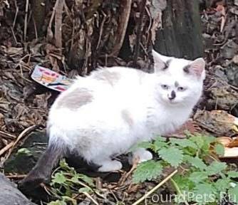 Информационно. Выживают на ули...