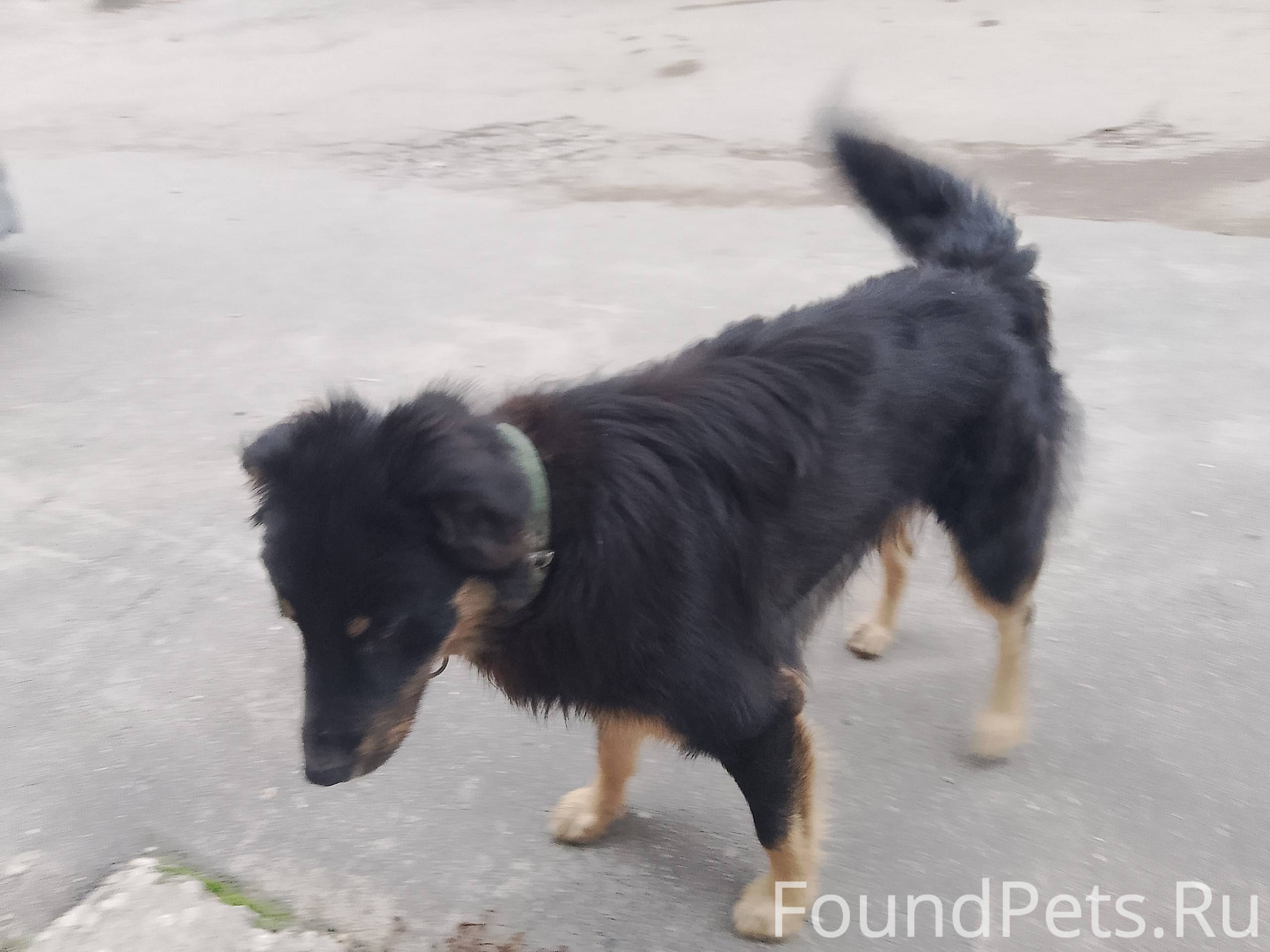 Чей пёсиль?бегал на улице мира...