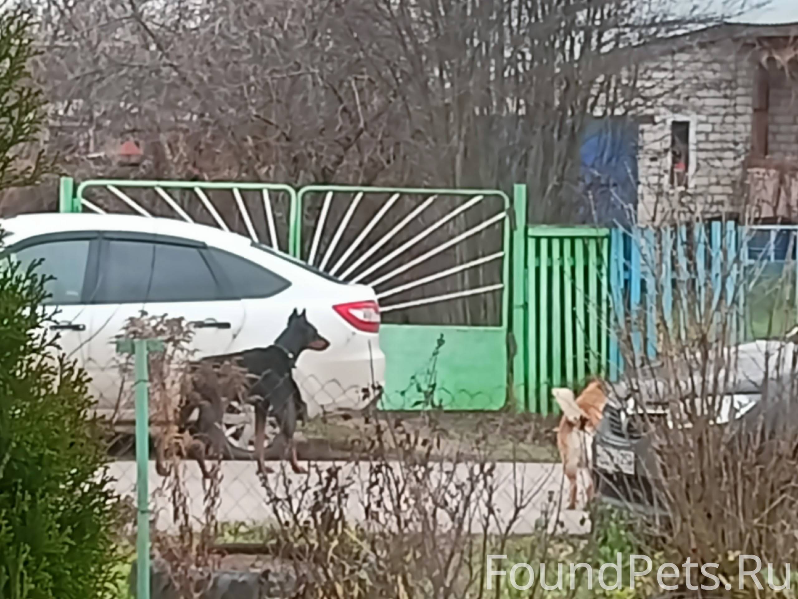 Найден пёс на улице Заречной, ...