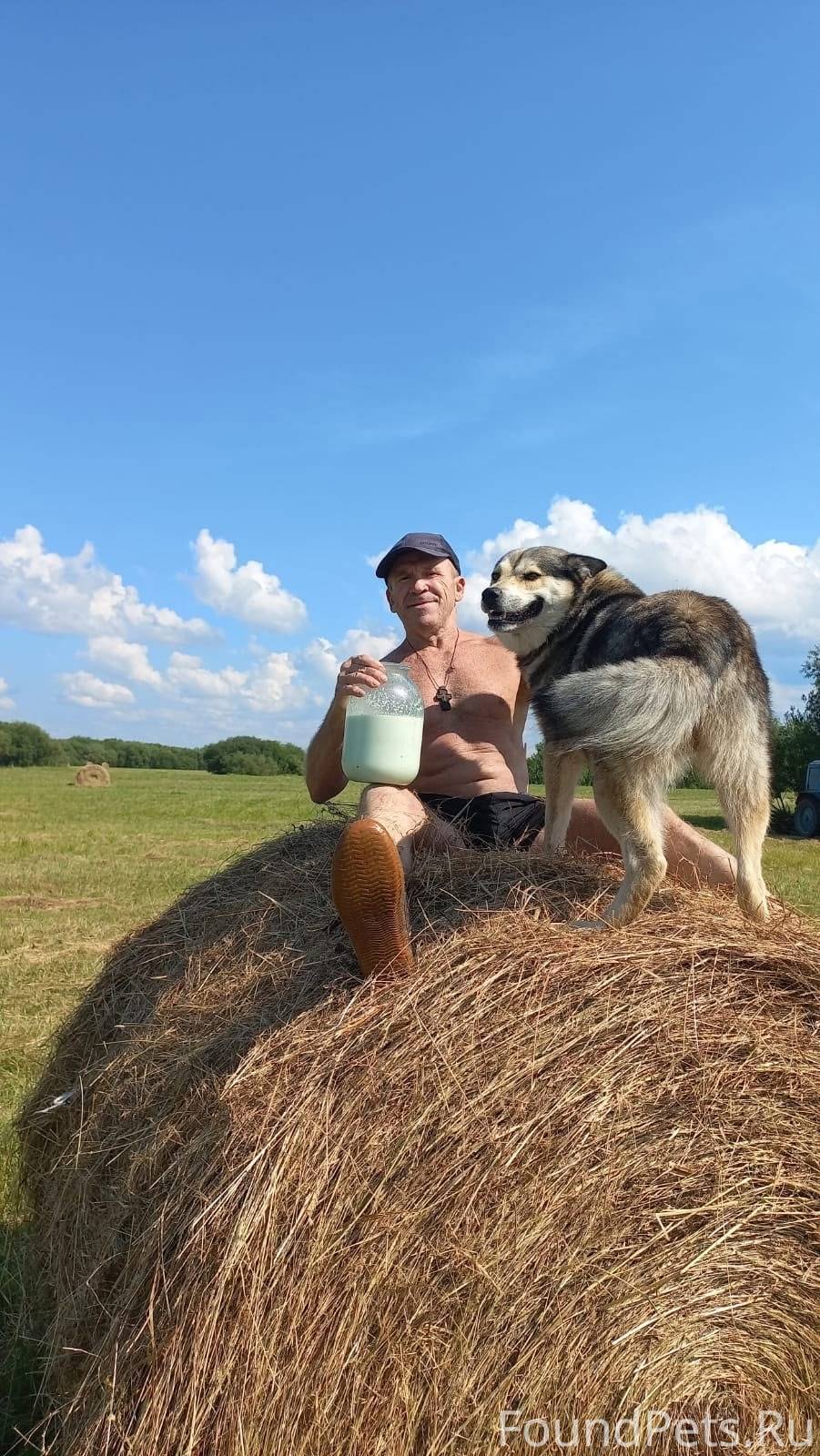 Потерялась собака порода волка...