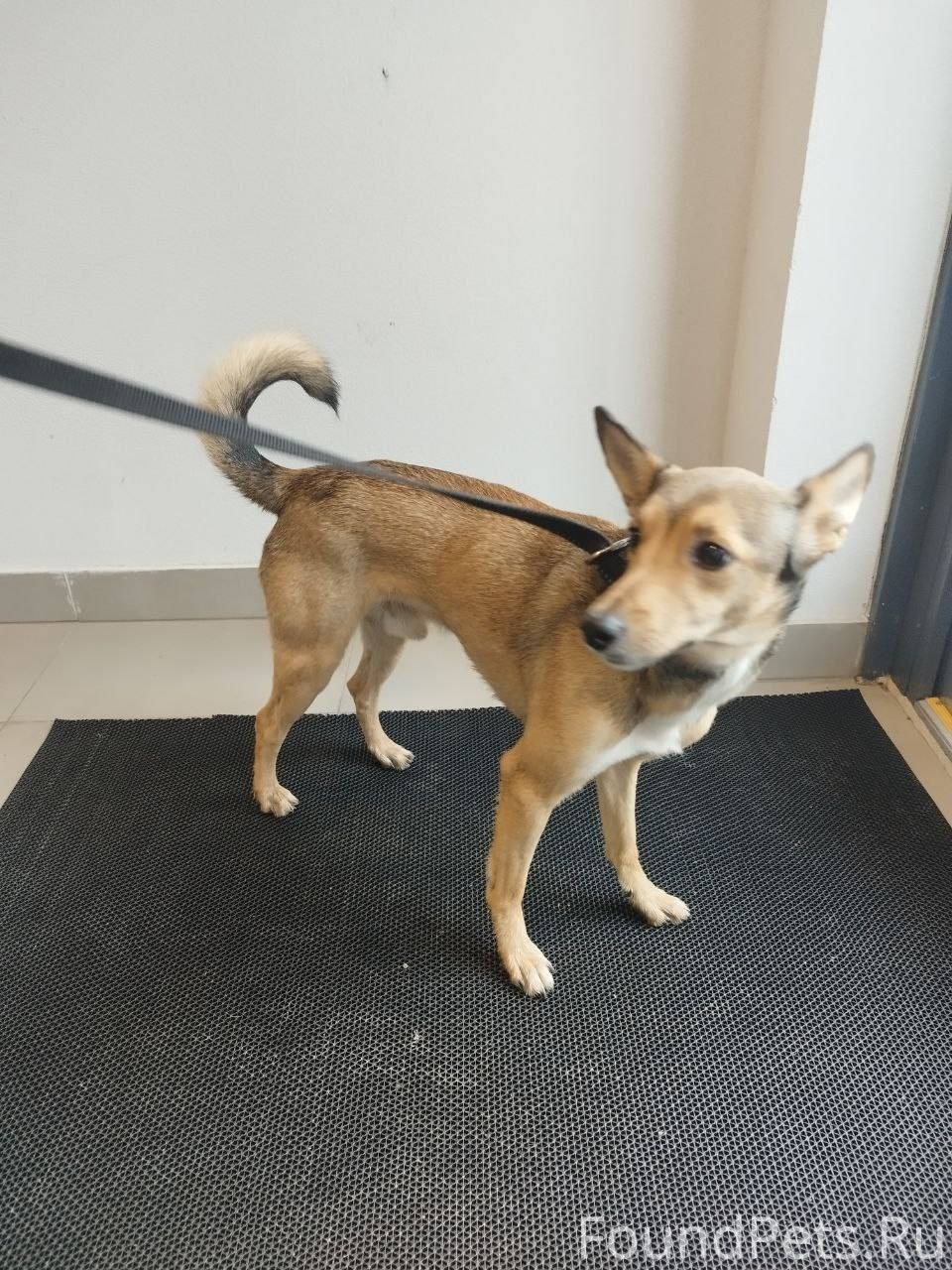 SOS СПб, найдена собака 30 окт...