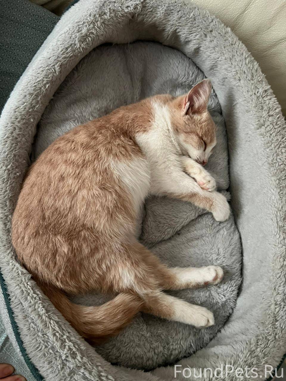 Котенок мальчик ищет дом. Был ...