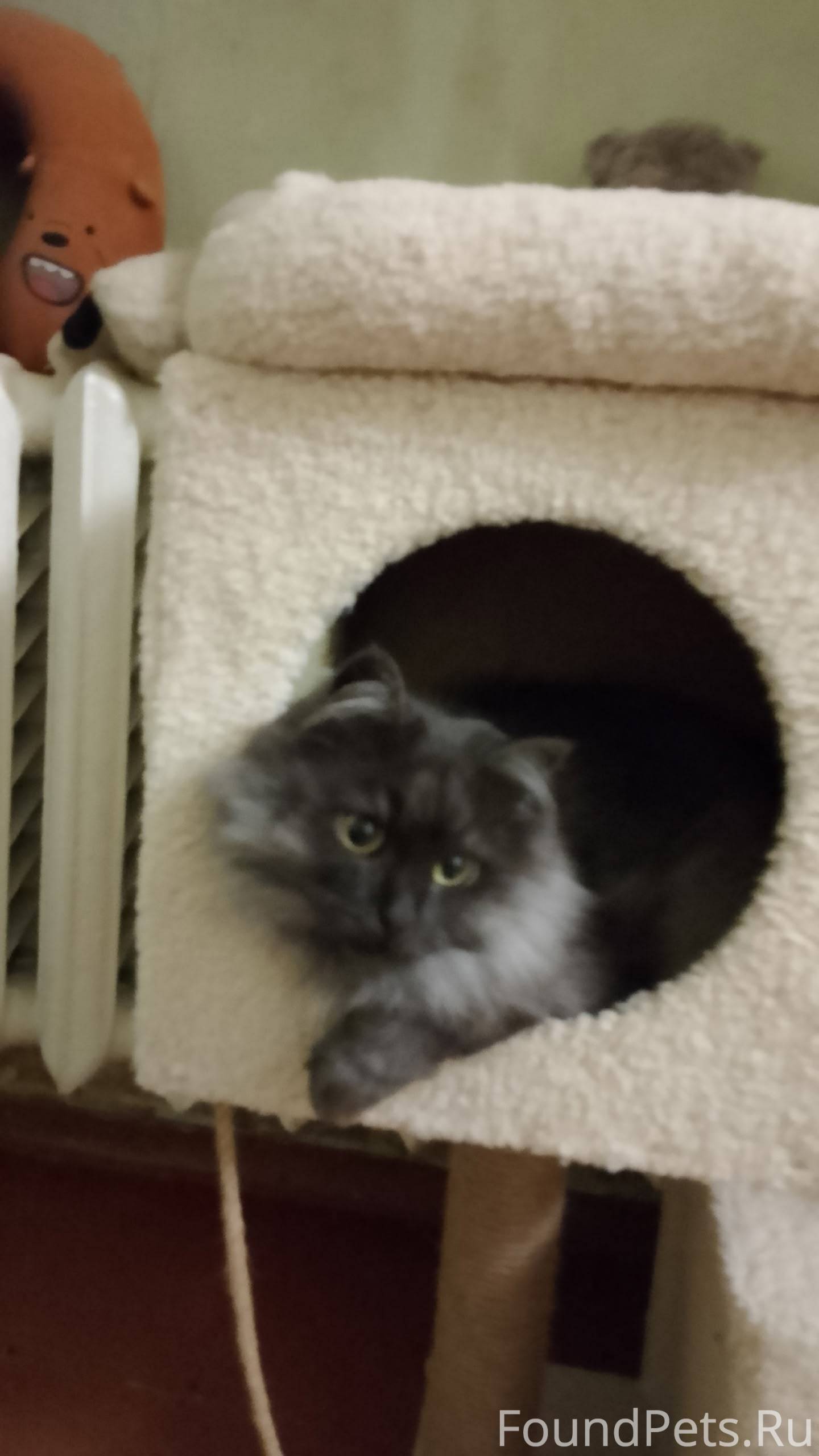 Срочно репост, пропала кошка, ...