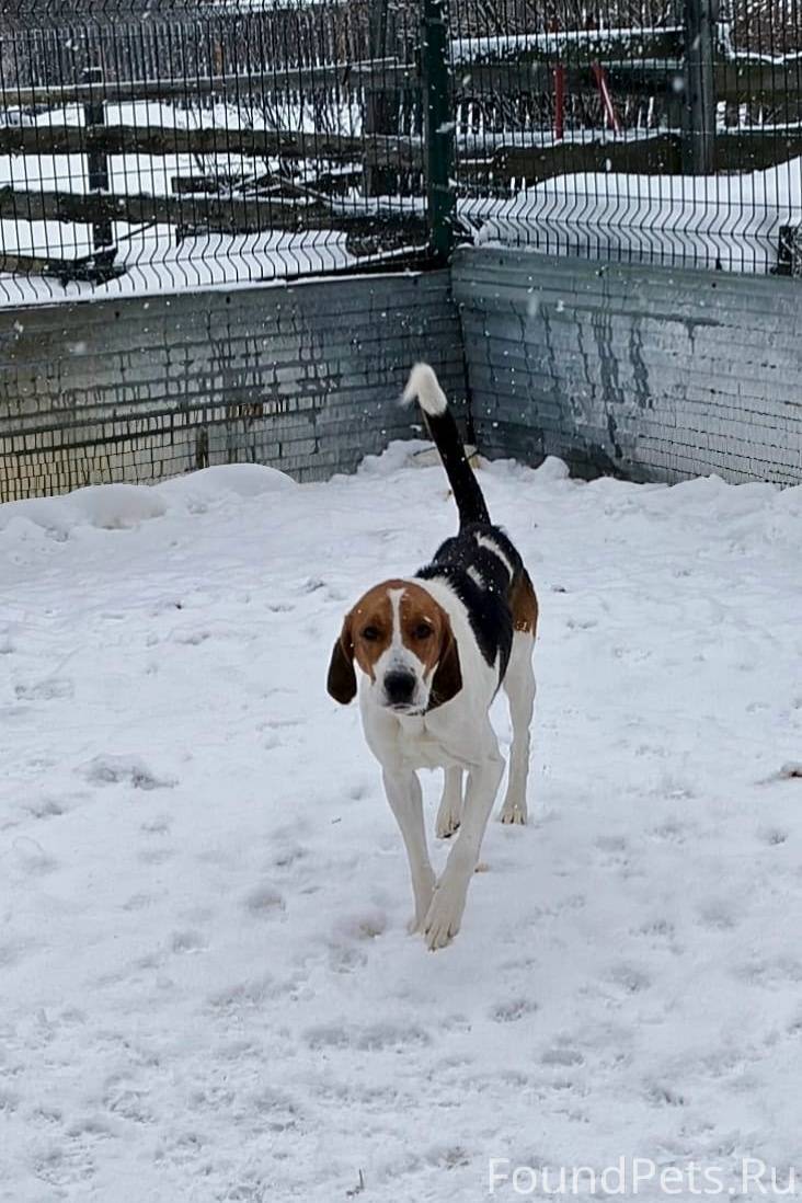 Найден 2 недели назад молодой ...