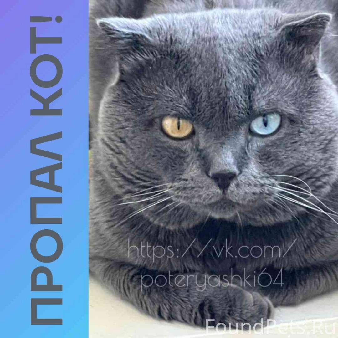 Саратов, Моторная. Пропал кот,...