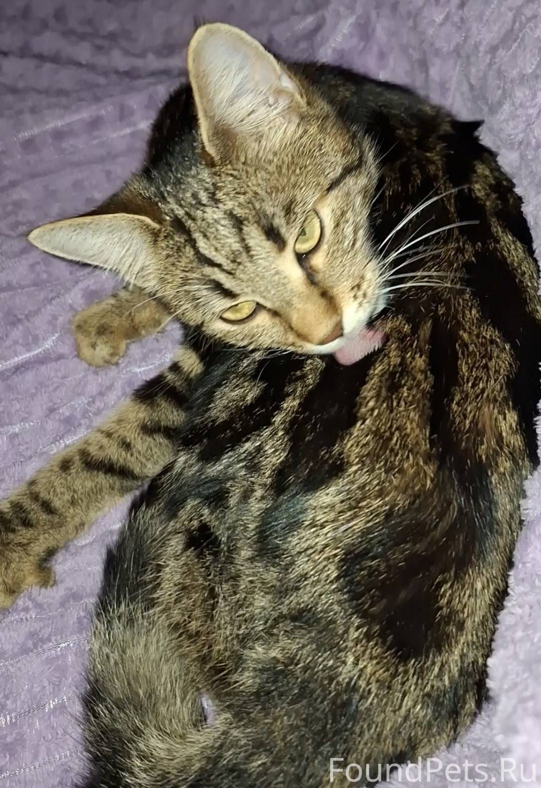 На проспект победе 10А, пропал...