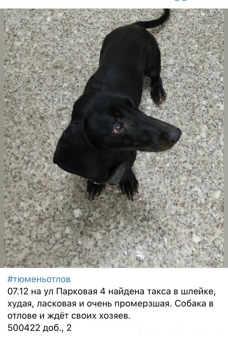 ‼Хозяин найдись‼ Внимание 07.1...