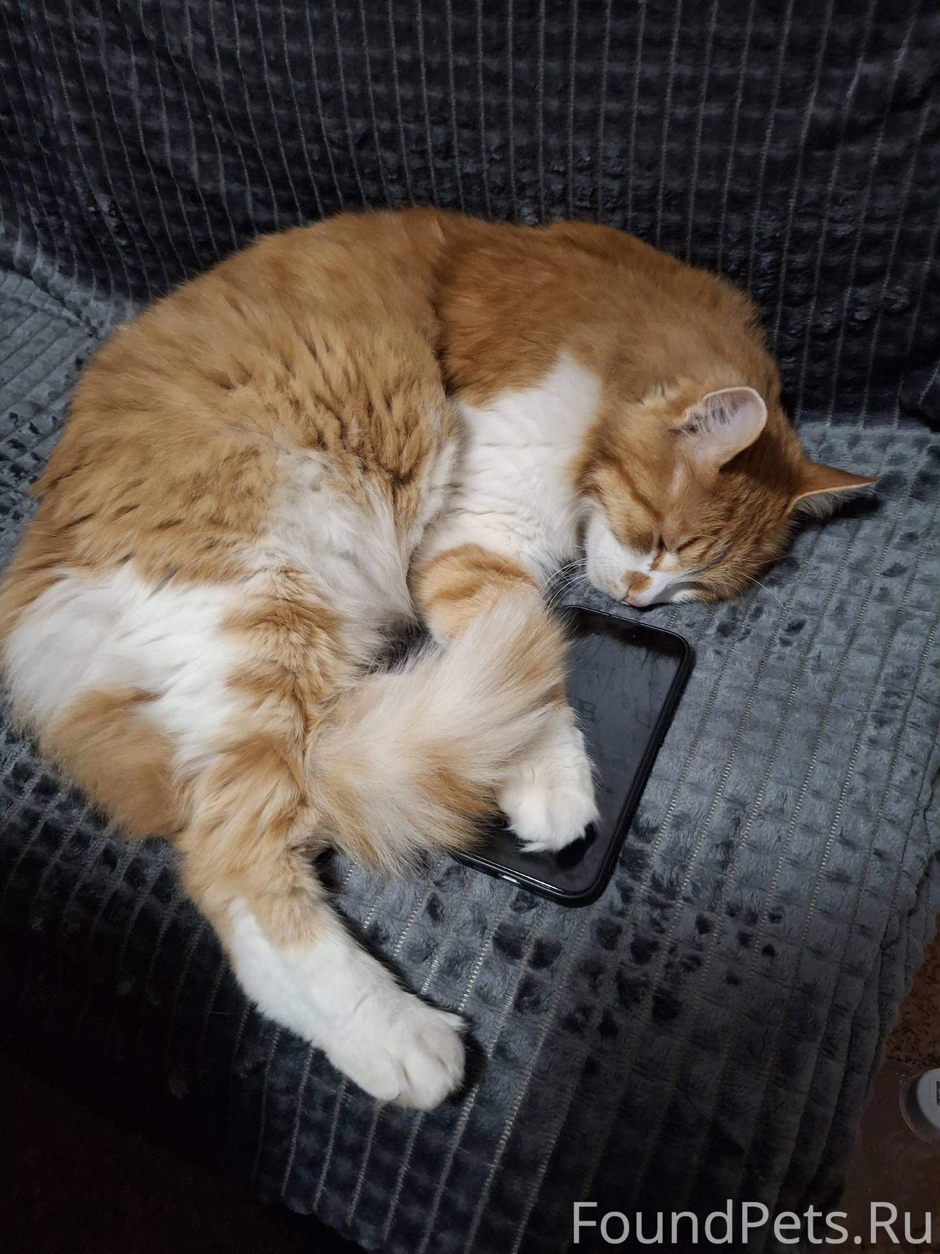 Пропал кот. Ориентировочно - У...